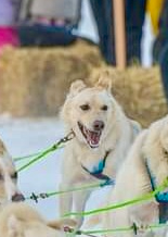 Help Jesus (the dog) Get Knee Surgery campaign photo, 2 of 8