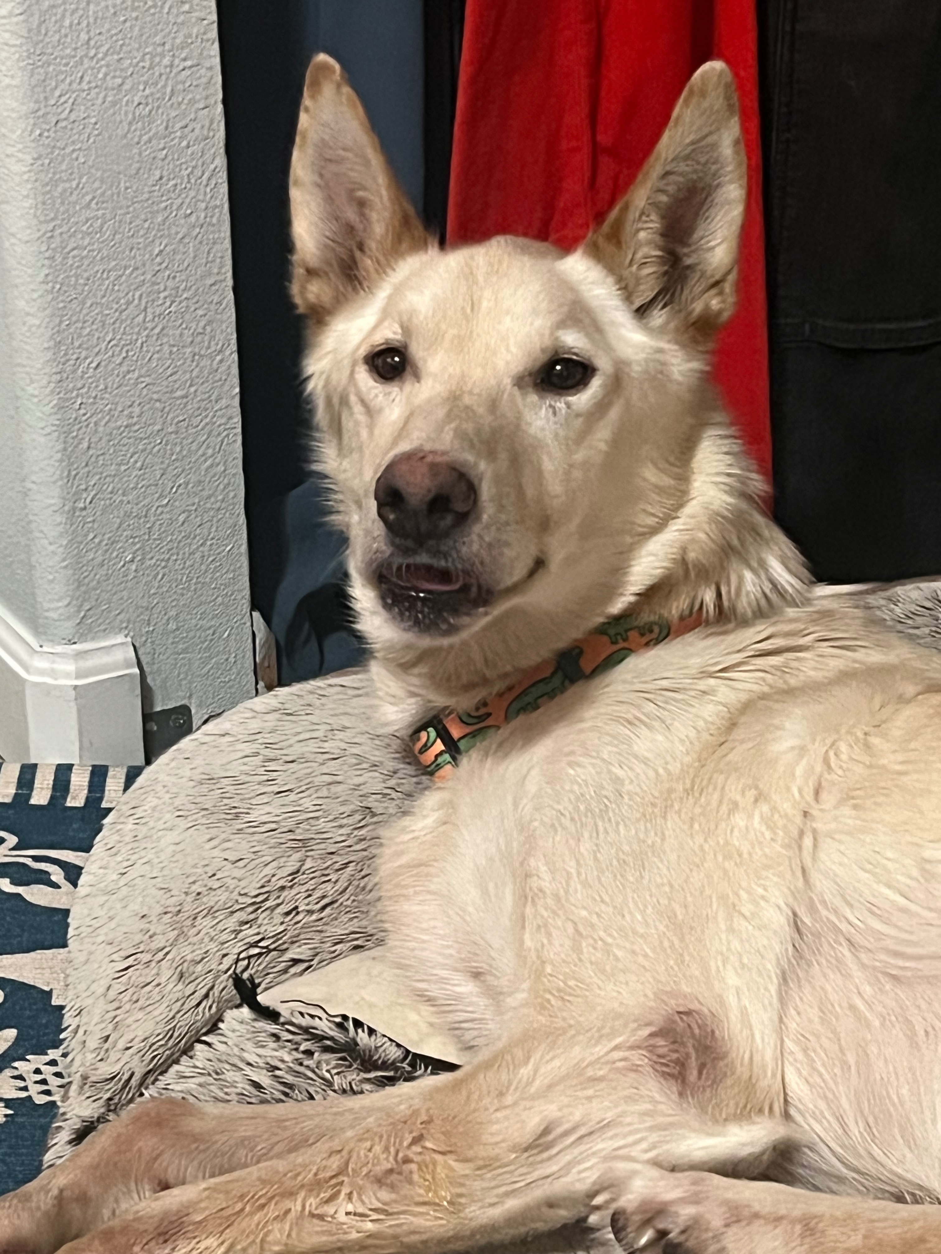 Help Jesus (the dog) Get Knee Surgery campaign photo, 4 of 8