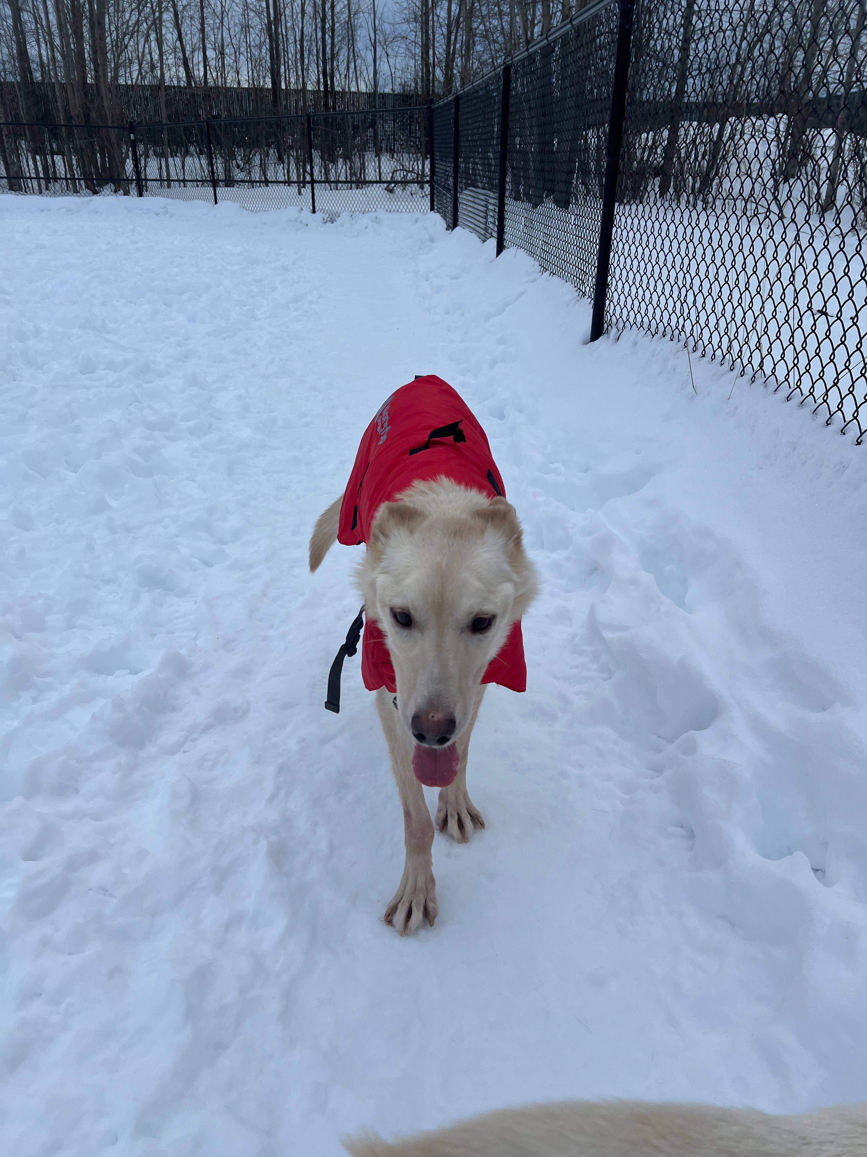 Help Jesus (the dog) Get Knee Surgery campaign photo, 5 of 8