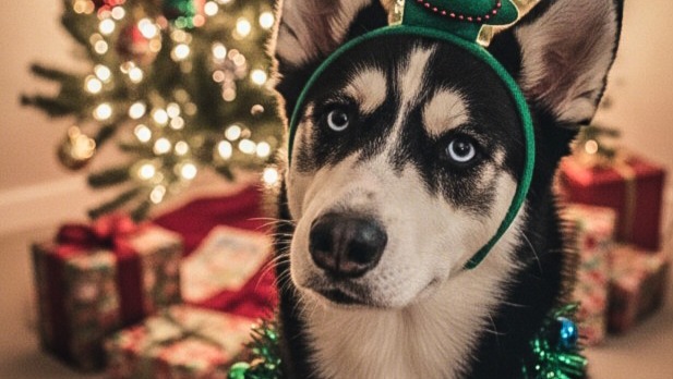 Help My Pet Recover After Emergency Surgery photo