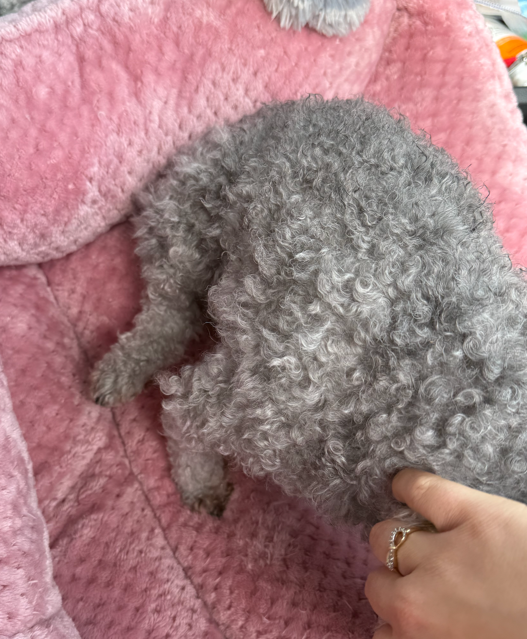 Help Me Heal—Love, Dixie the Yorkiepoo campaign photo, 7 of 8
