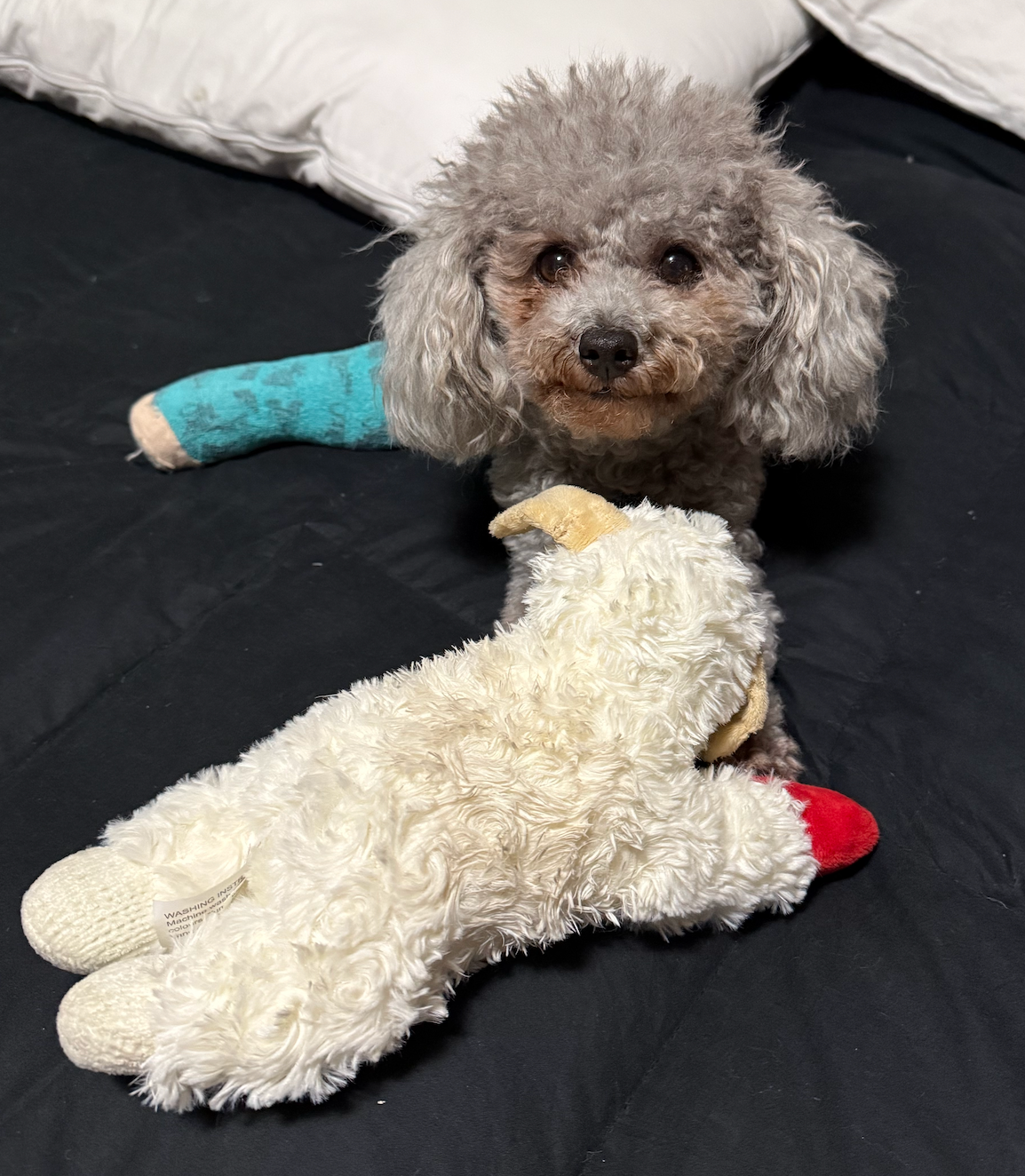 Help Me Heal—Love, Dixie the Yorkiepoo campaign photo, 2 of 8