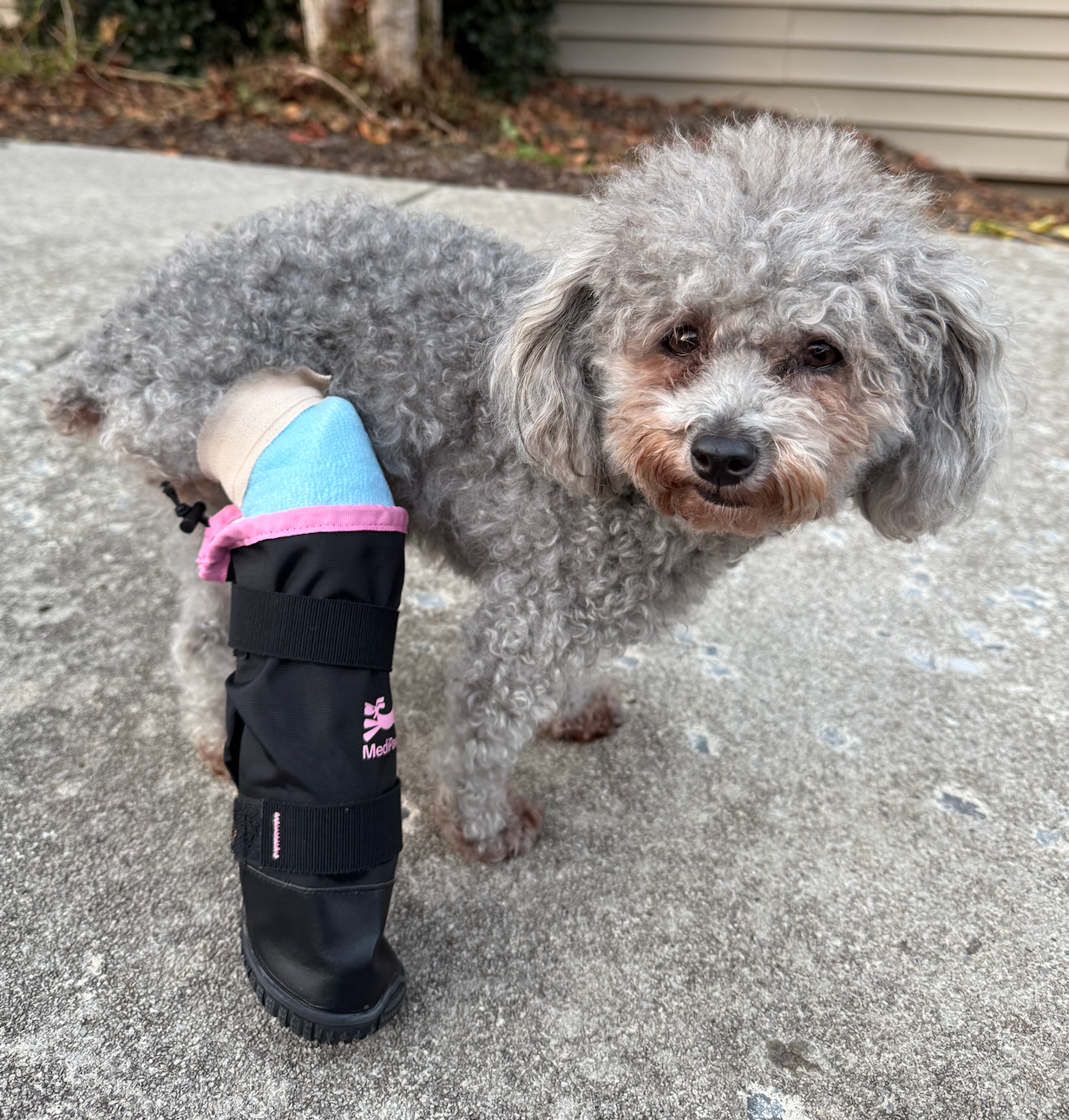 Help Me Heal—Love, Dixie the Yorkiepoo campaign photo, 4 of 8