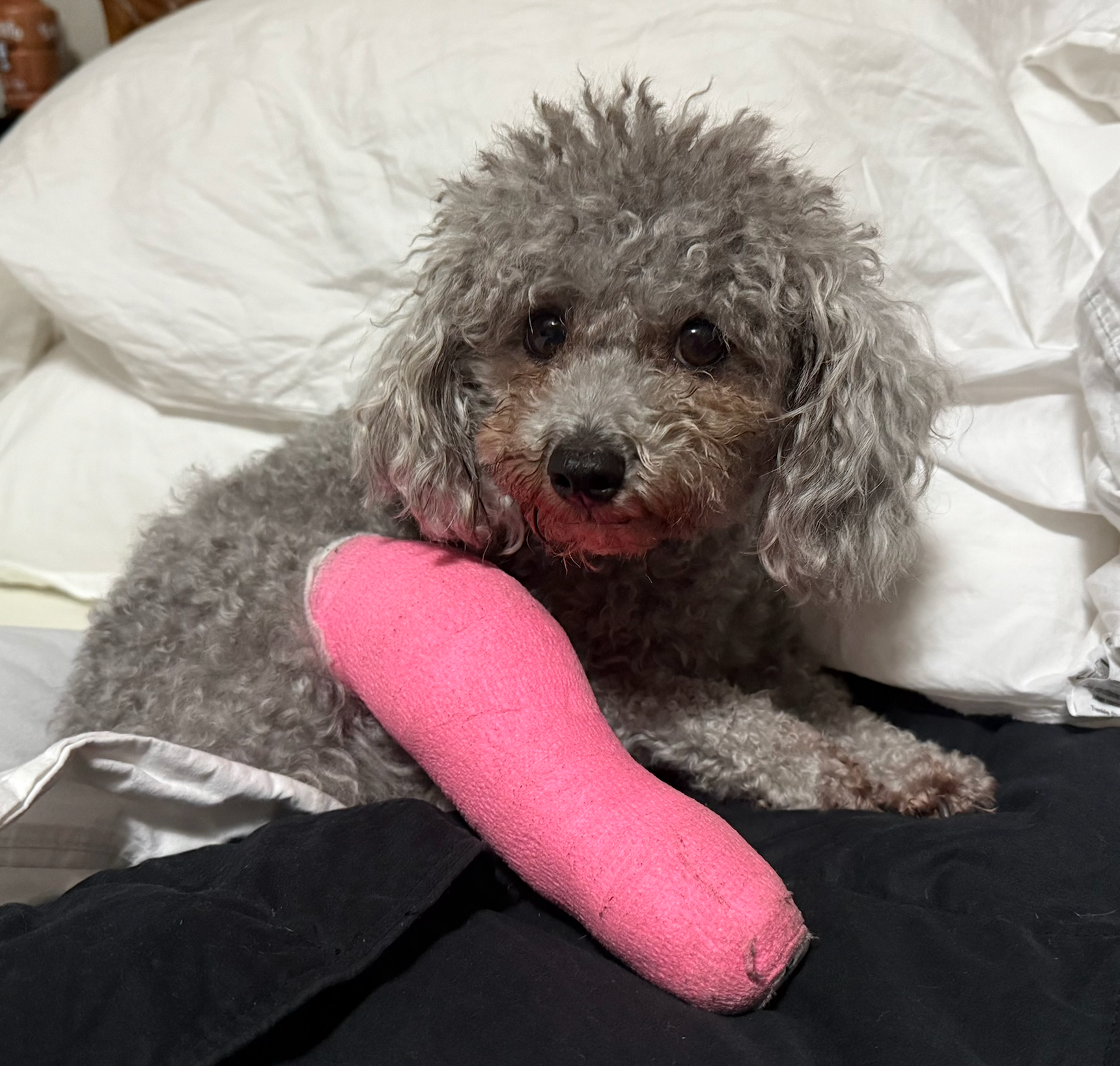 Help Me Heal—Love, Dixie the Yorkiepoo campaign photo, 5 of 8