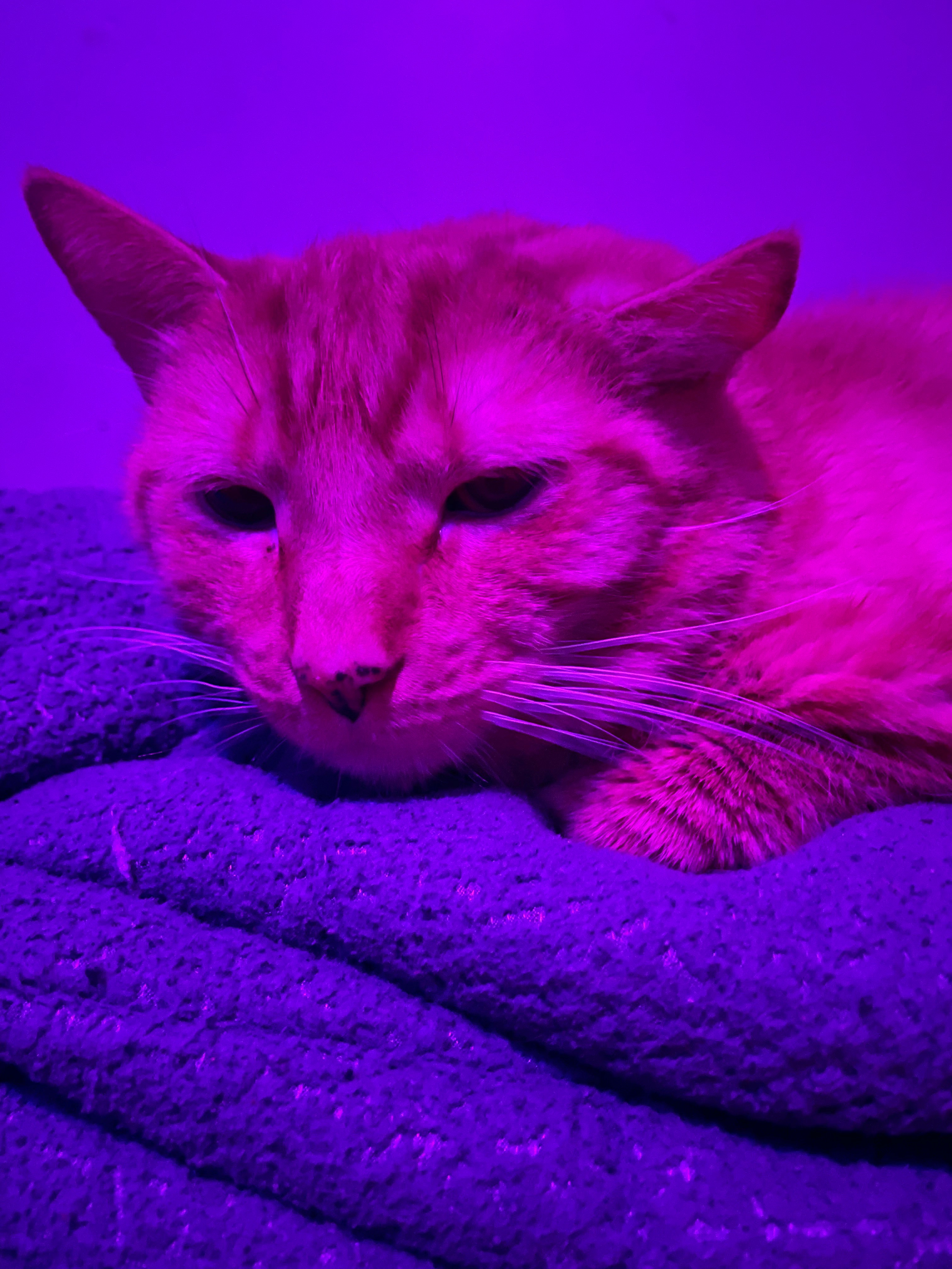 Support Chunk’s Surgery for His Ear Hematoma campaign photo, 5 of 6