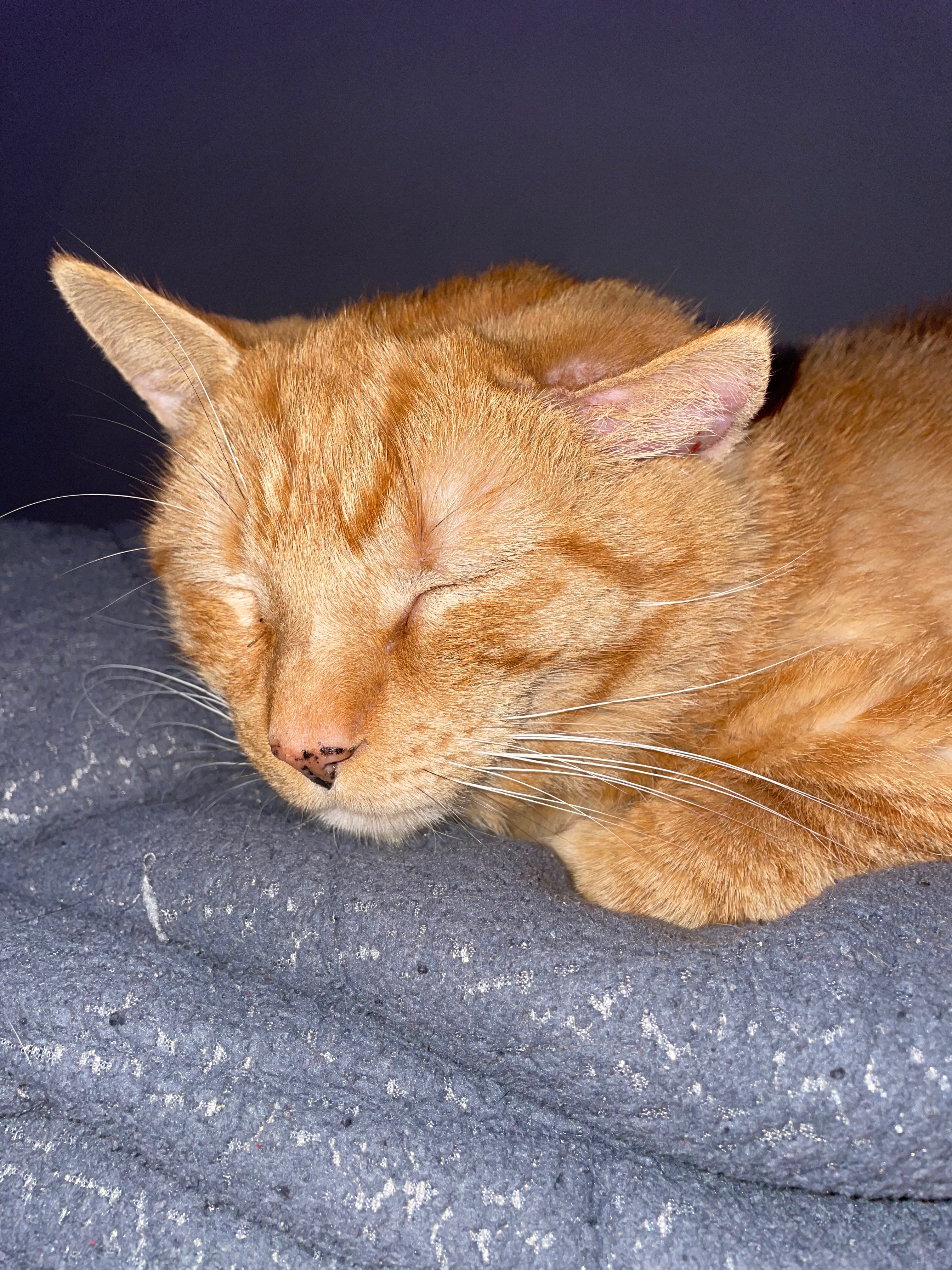 Support Chunk’s Surgery for His Ear Hematoma campaign photo, 2 of 6