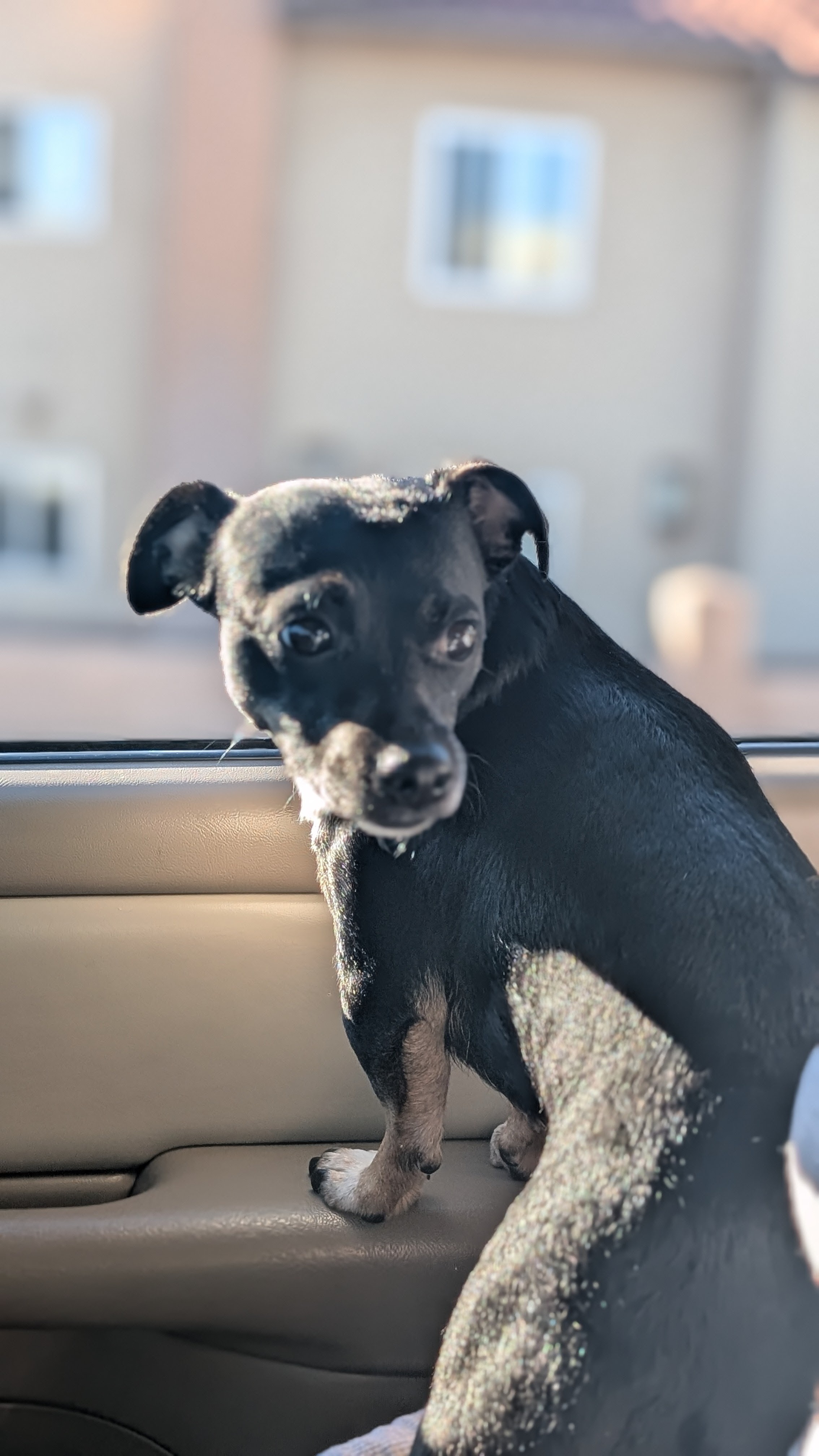 Help Natalya Save Her Beloved Dog campaign photo, 5 of 6