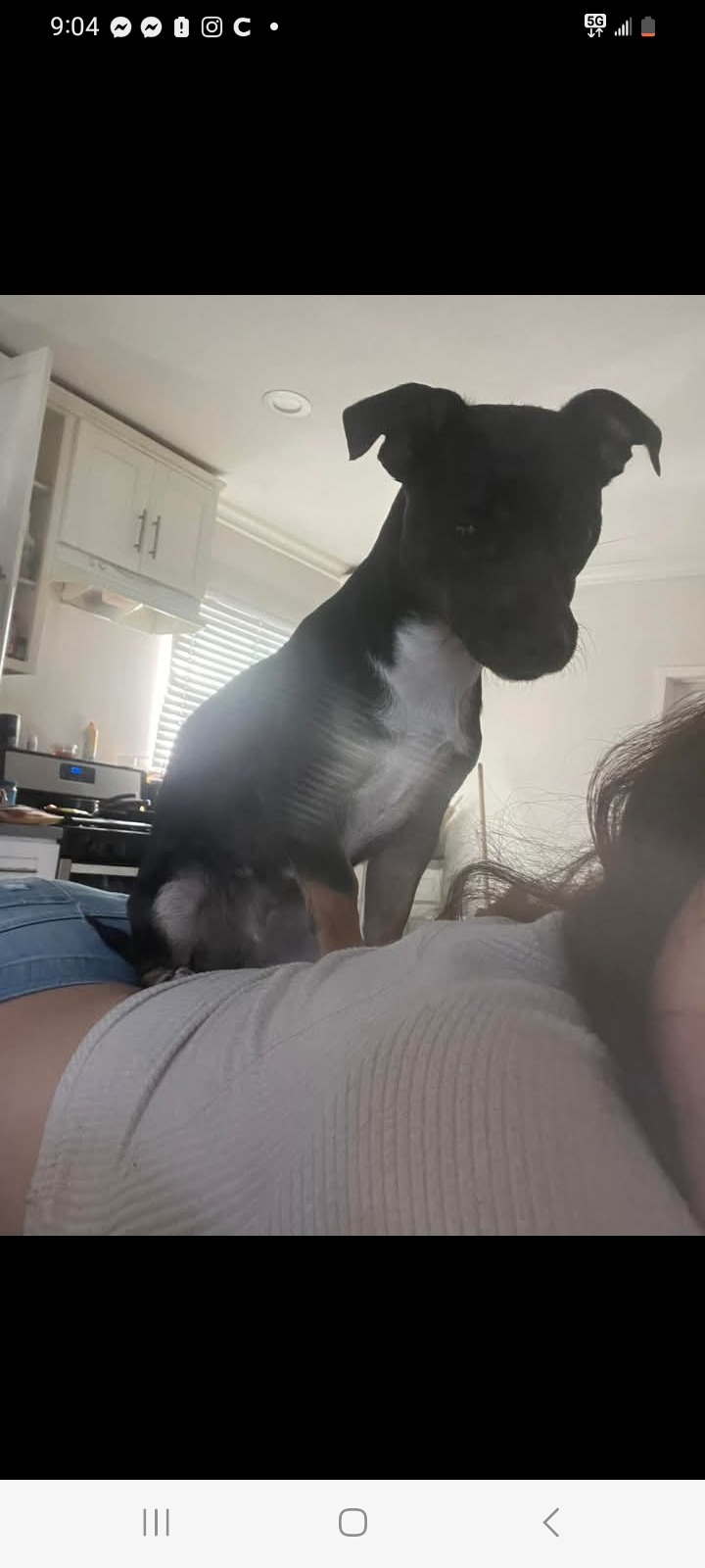 Help Natalya Save Her Beloved Dog campaign photo, 2 of 6