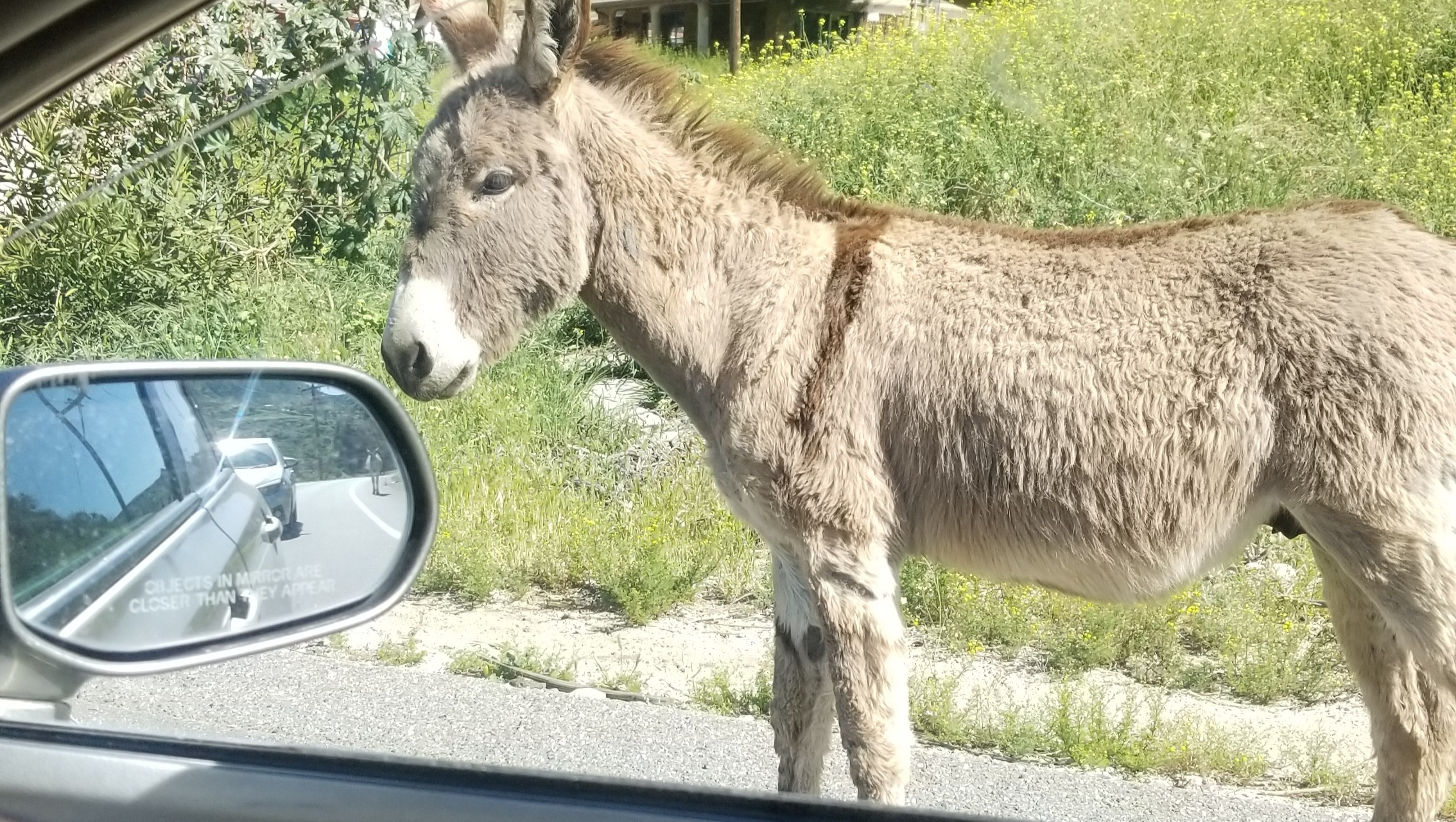 I save animals but I destroy my car why that's all we had photo