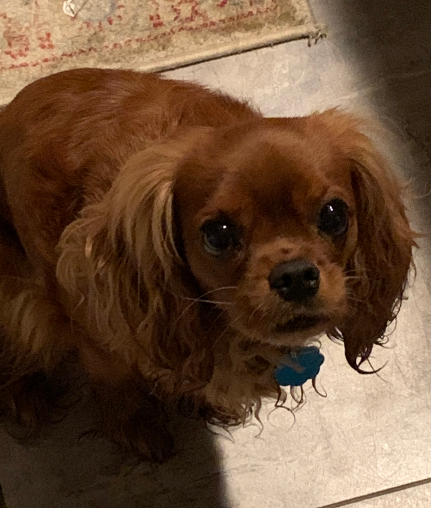 Help Apple Get Lifesaving Surgery campaign photo, 4 of 8