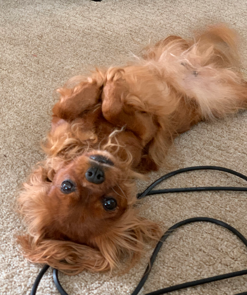 Help Apple Get Lifesaving Surgery campaign photo, 5 of 8