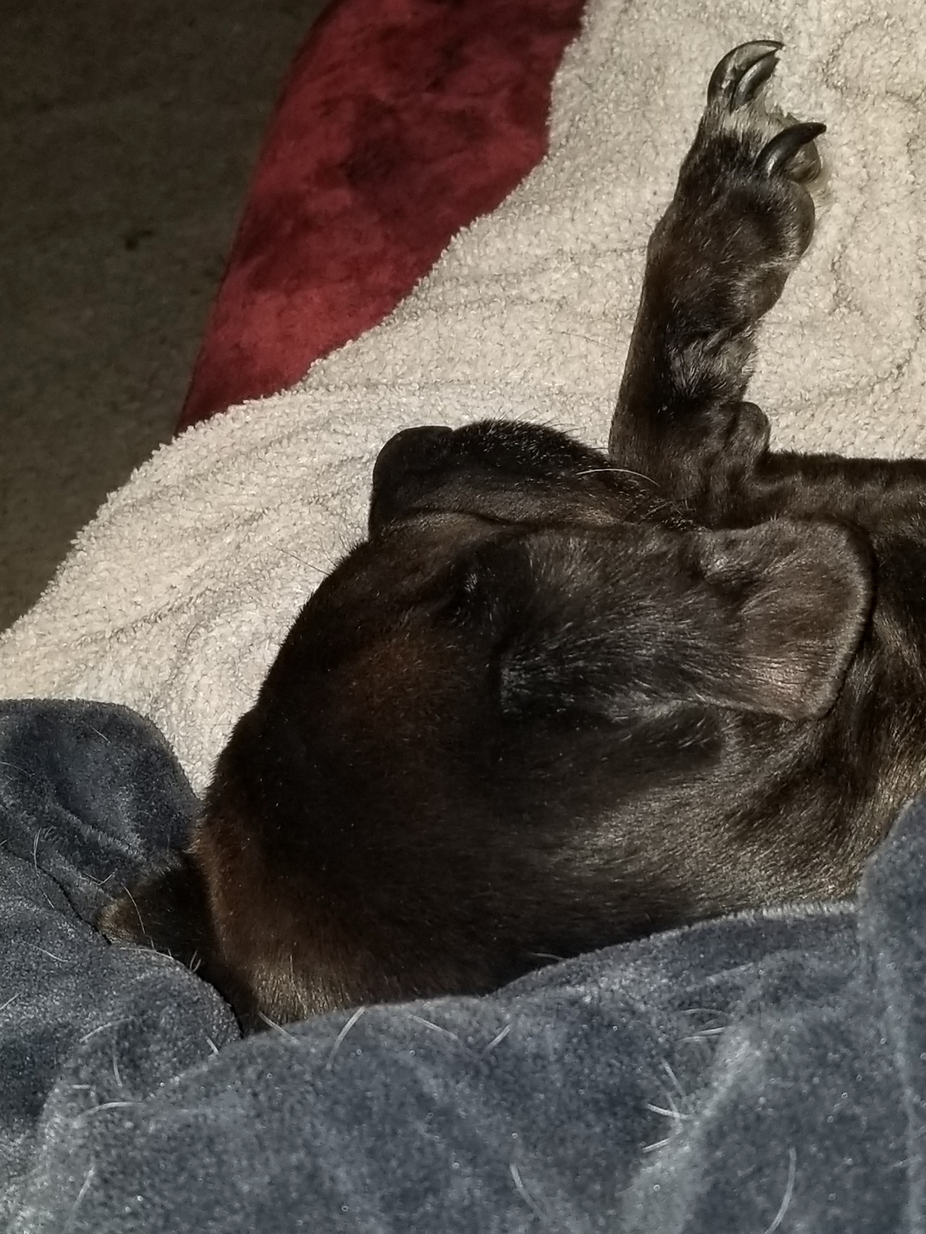 Help Midnight Find Peace from Her Pain campaign photo, 2 of 5