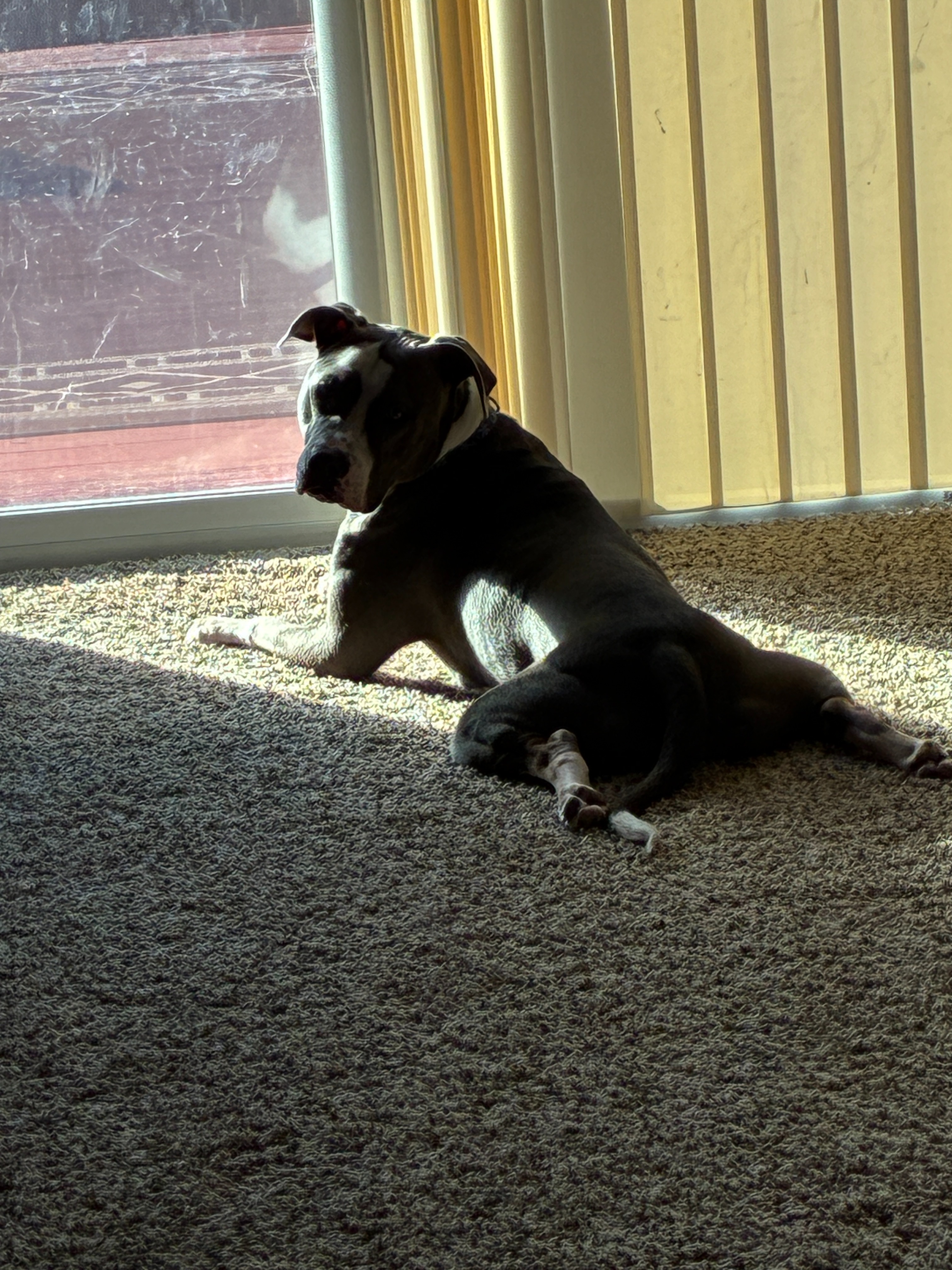 Help Gracie Get Her Surgery campaign photo, 6 of 7
