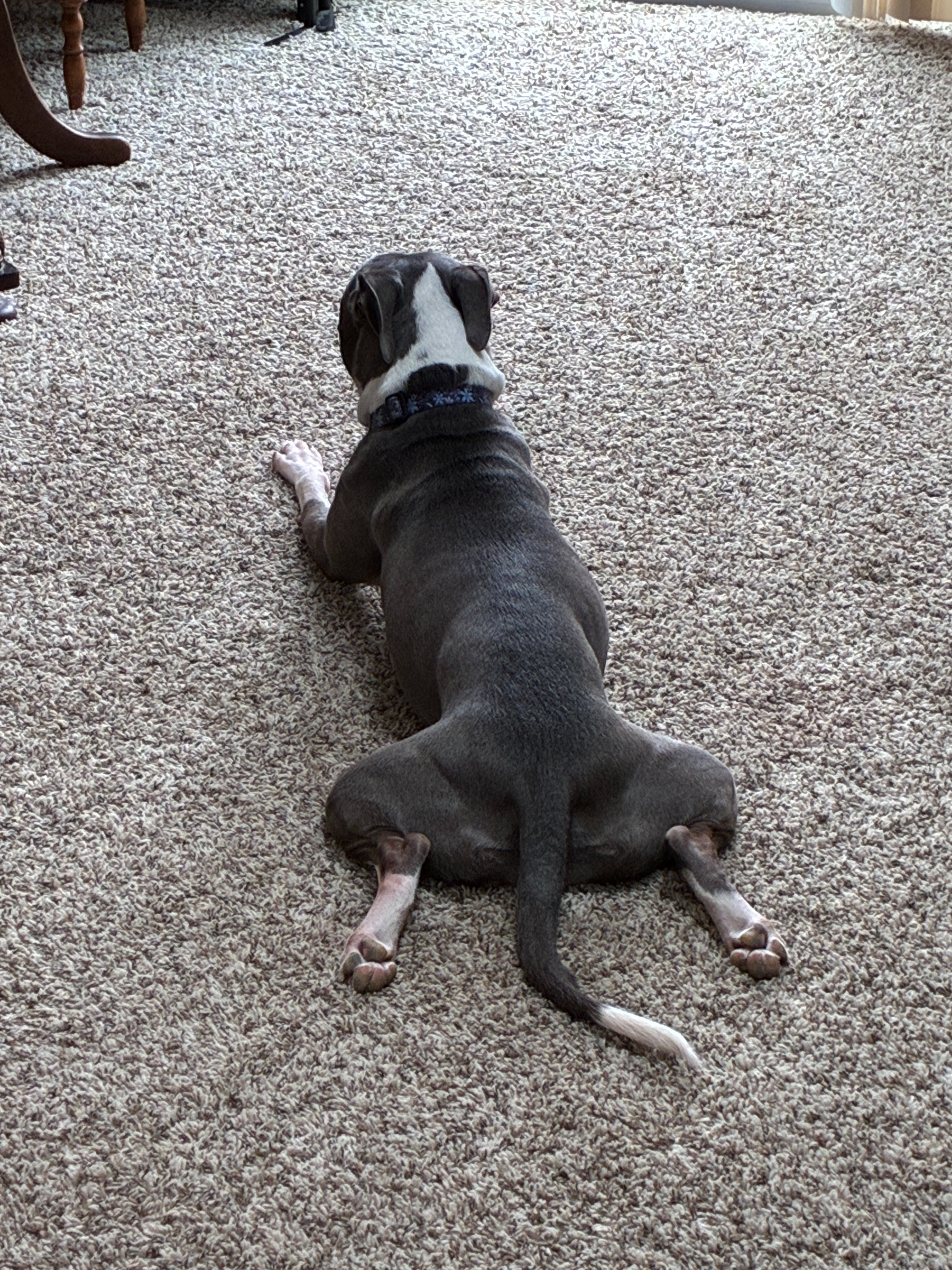 Help Gracie Get Her Surgery campaign photo, 4 of 7