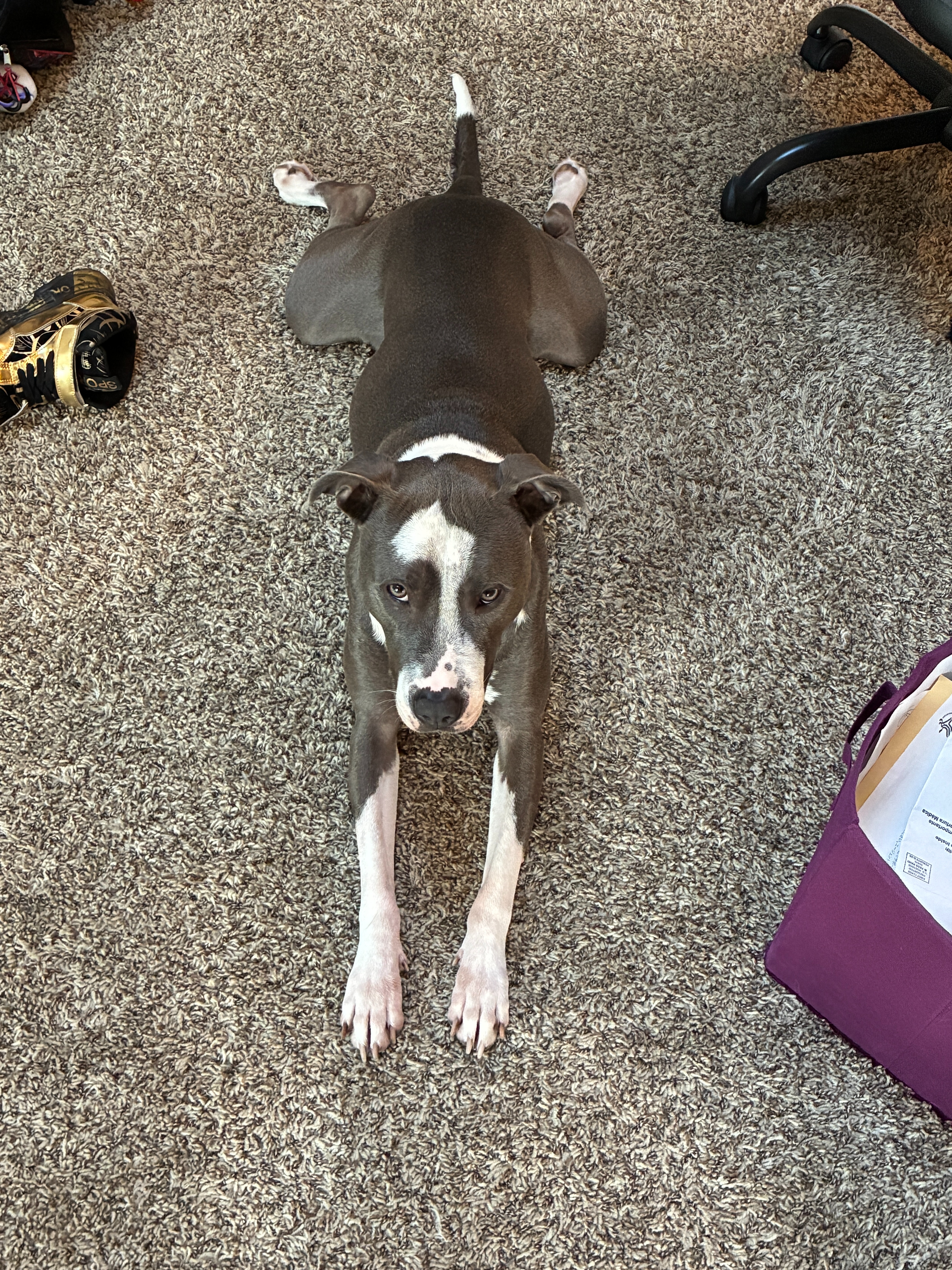 Help Gracie Get Her Surgery campaign photo, 5 of 7