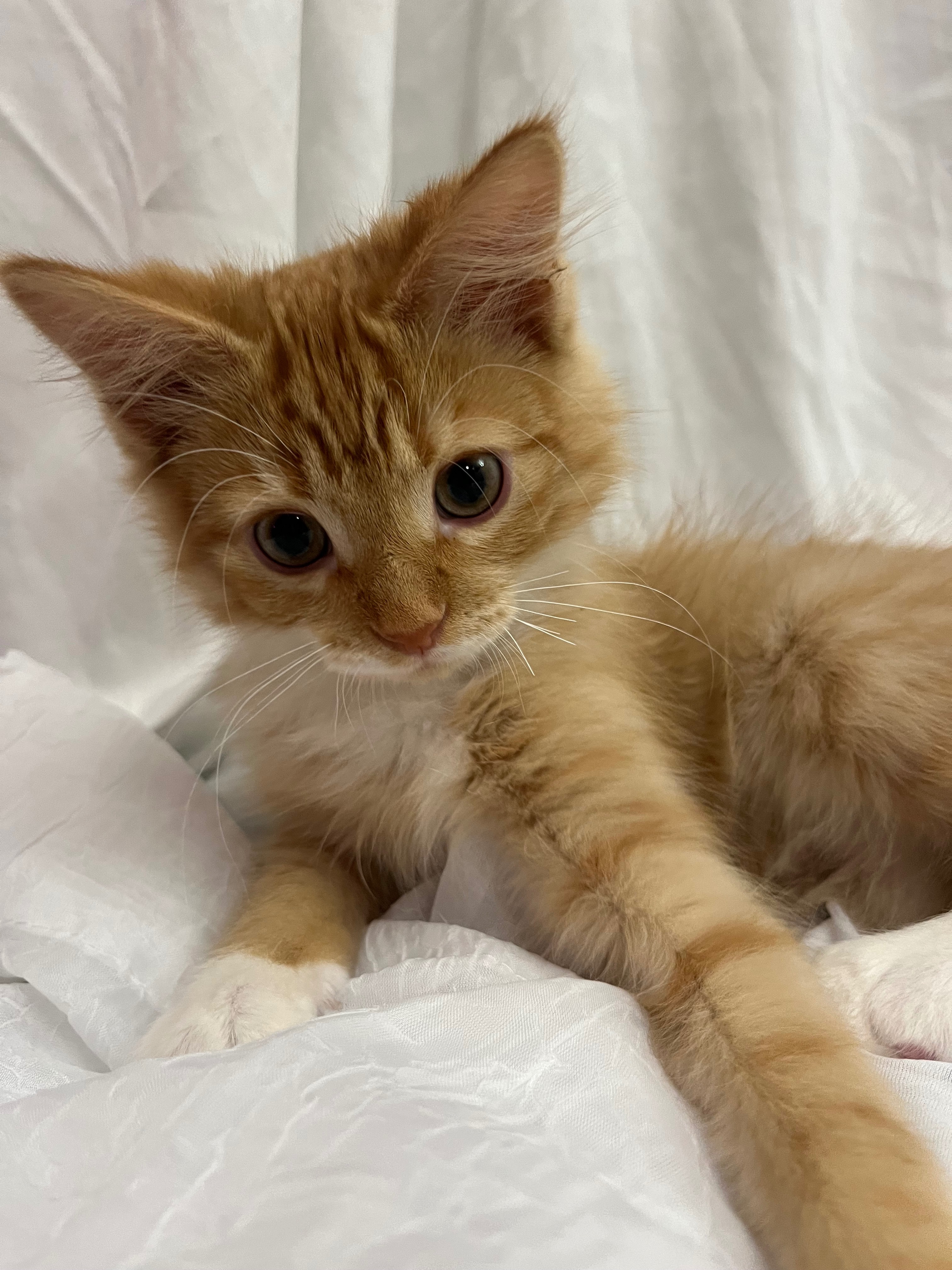 Fundraiser by Gretta Milos : Help Simba Get Life Saving Surgery