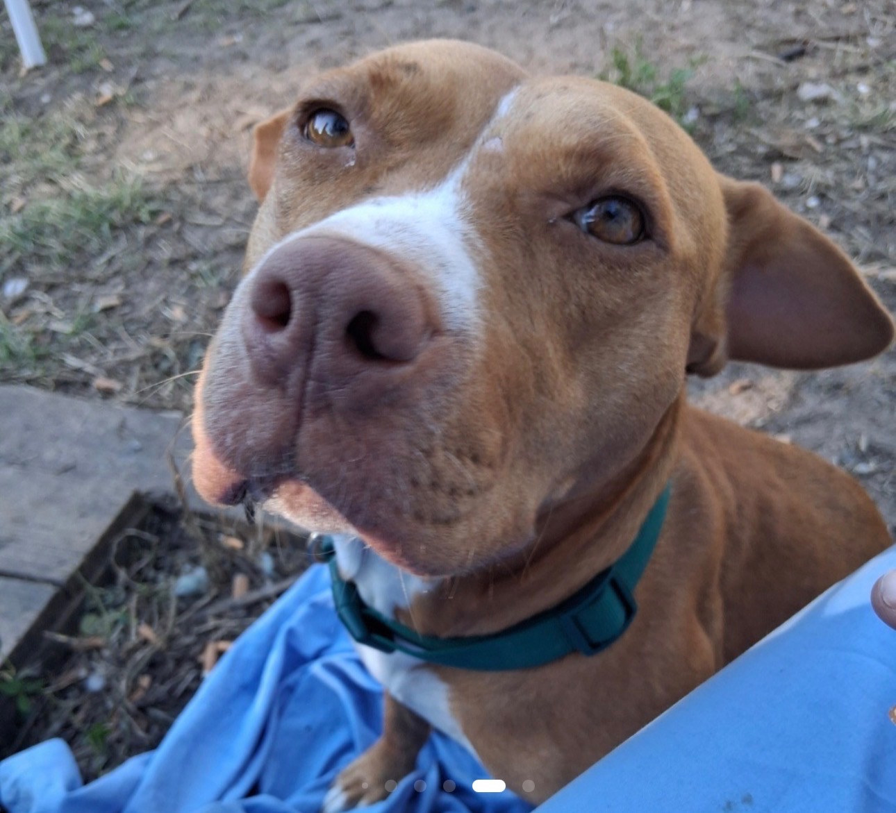 Support Miss Tina After Losing Her Home and Pets campaign photo, 4 of 8