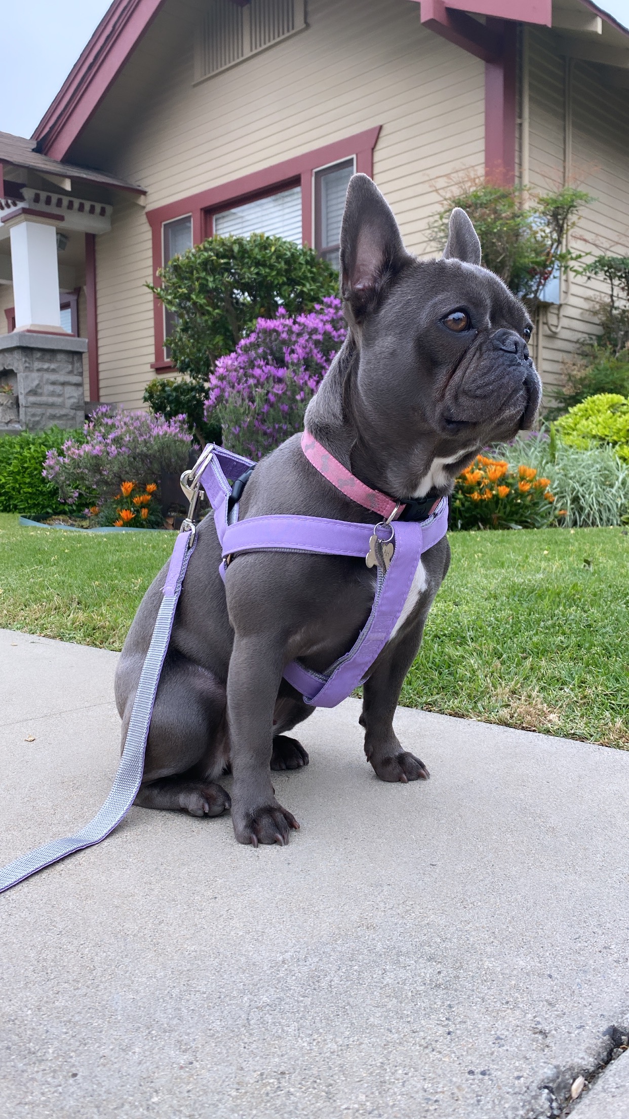Support Delilah’s Knee Surgery Fund campaign photo, 7 of 8