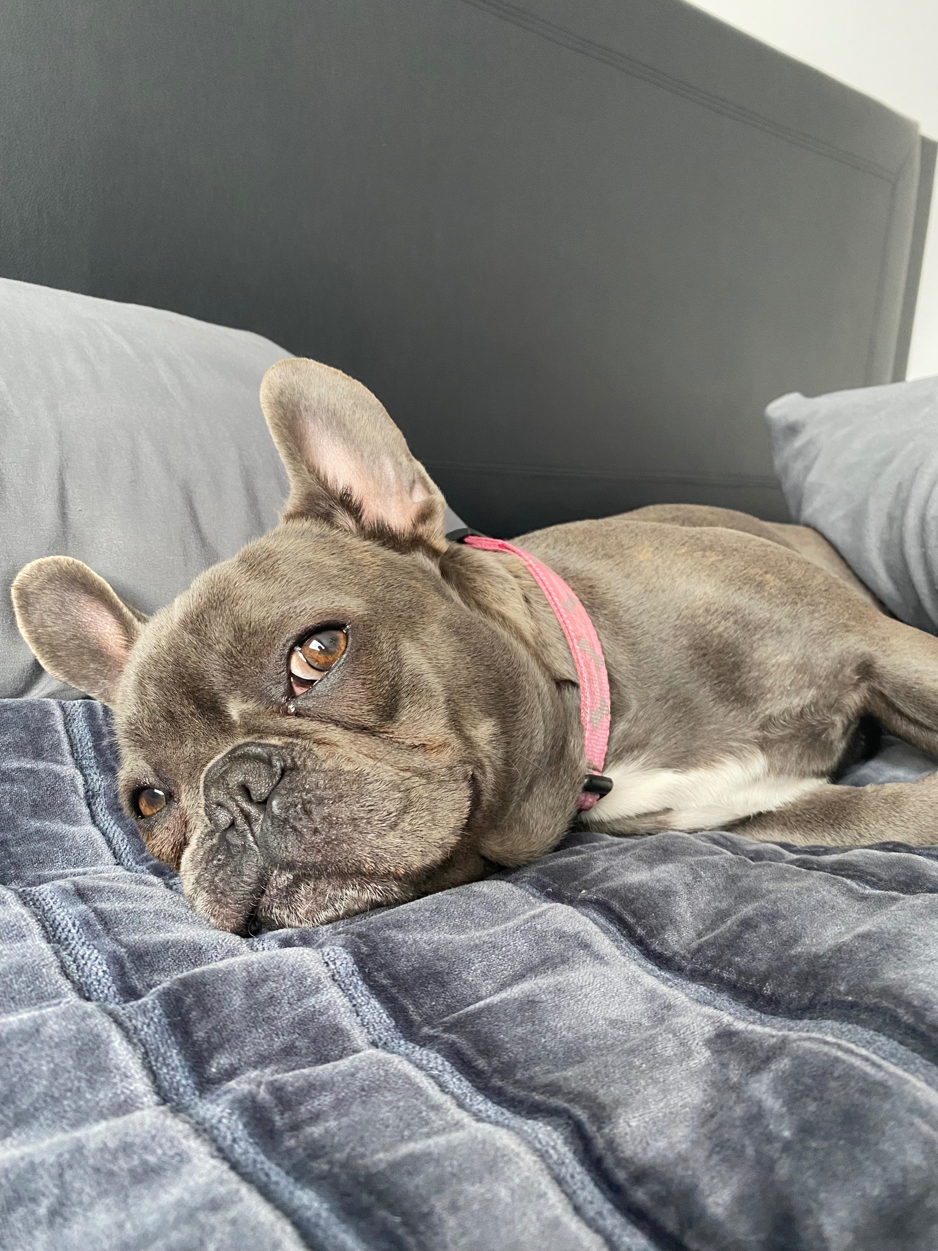 Support Delilah’s Knee Surgery Fund campaign photo, 4 of 8