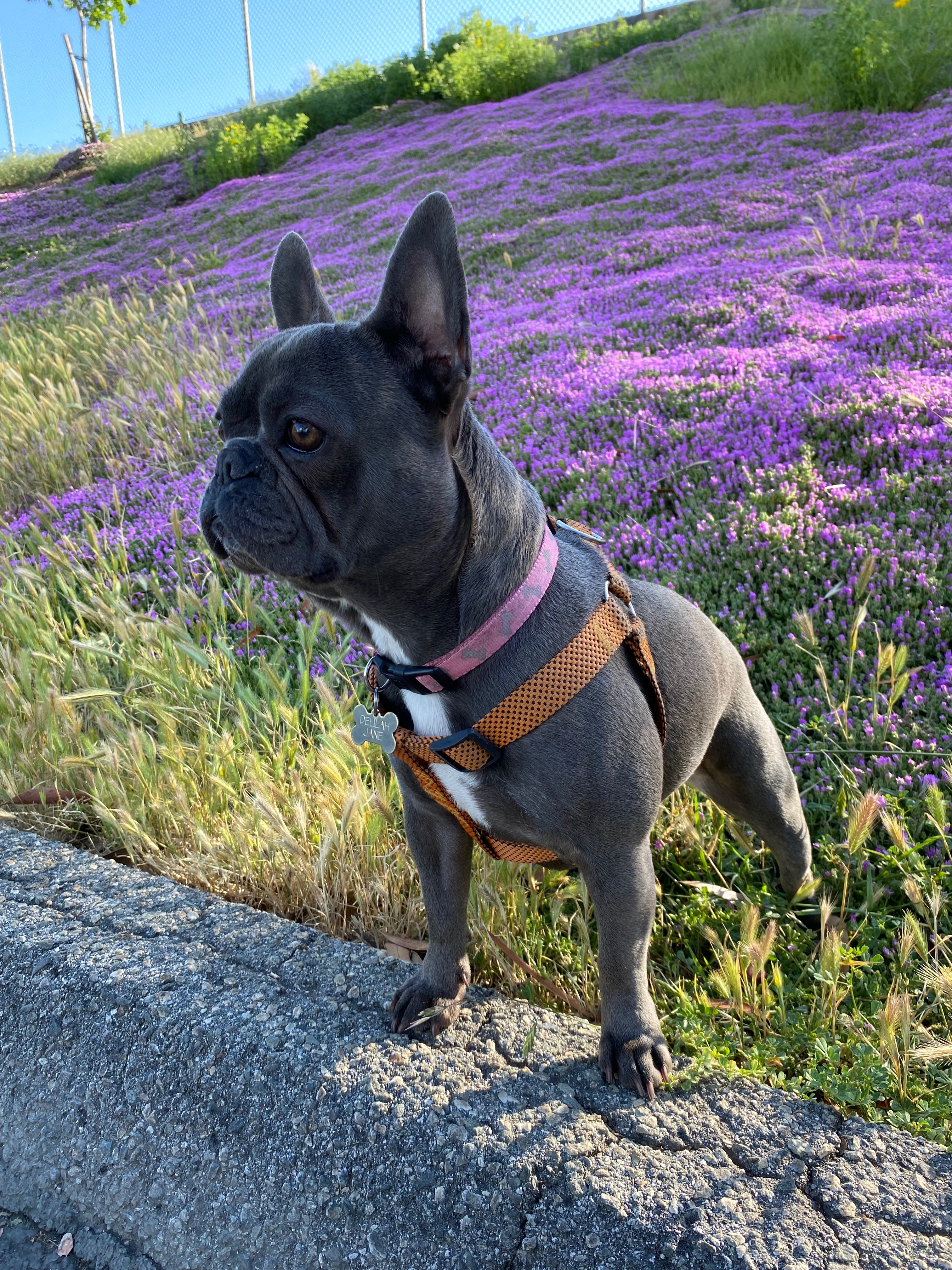 Support Delilah’s Knee Surgery Fund campaign photo, 5 of 8
