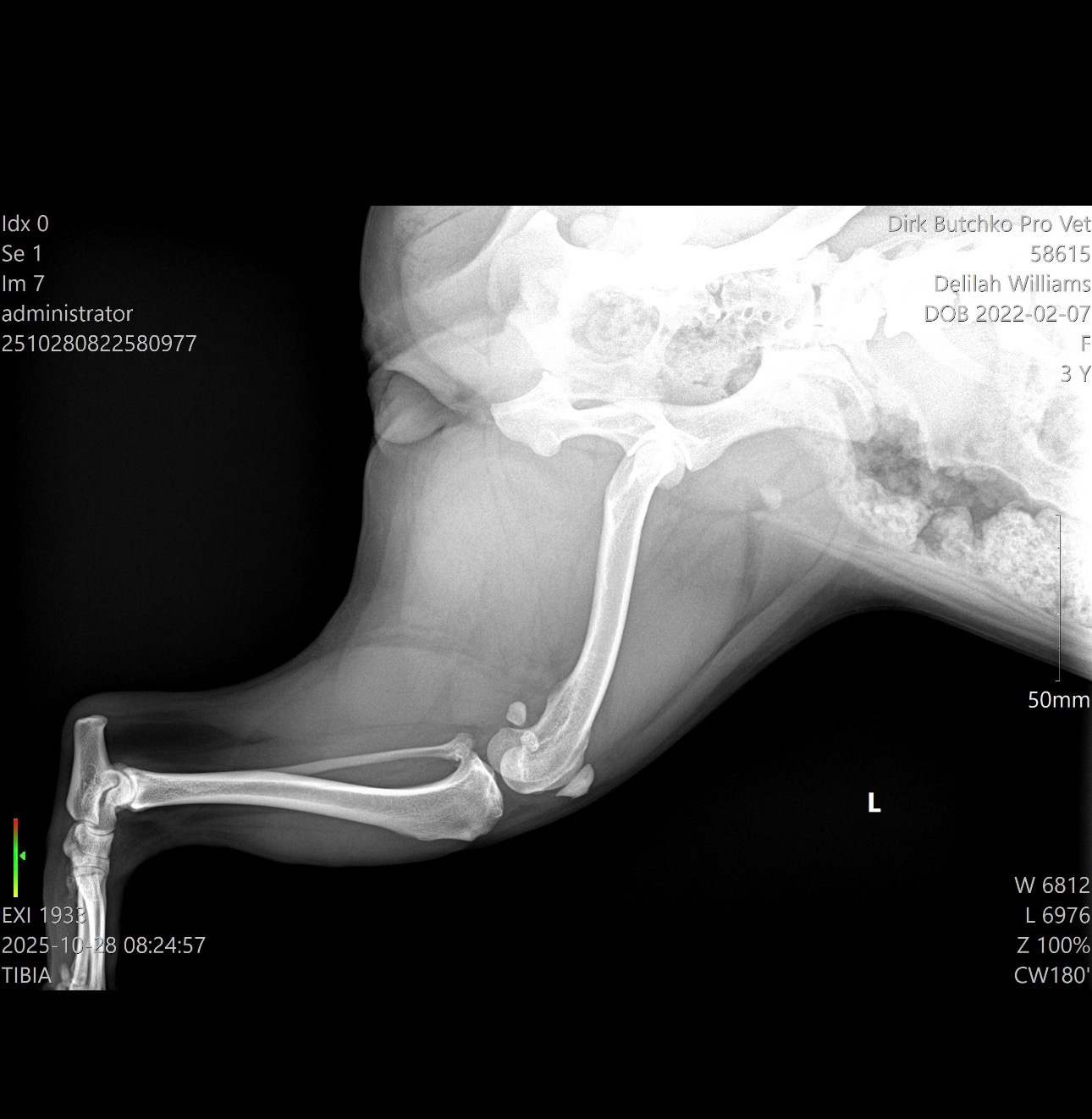Support Delilah’s Knee Surgery Fund campaign photo, 6 of 8