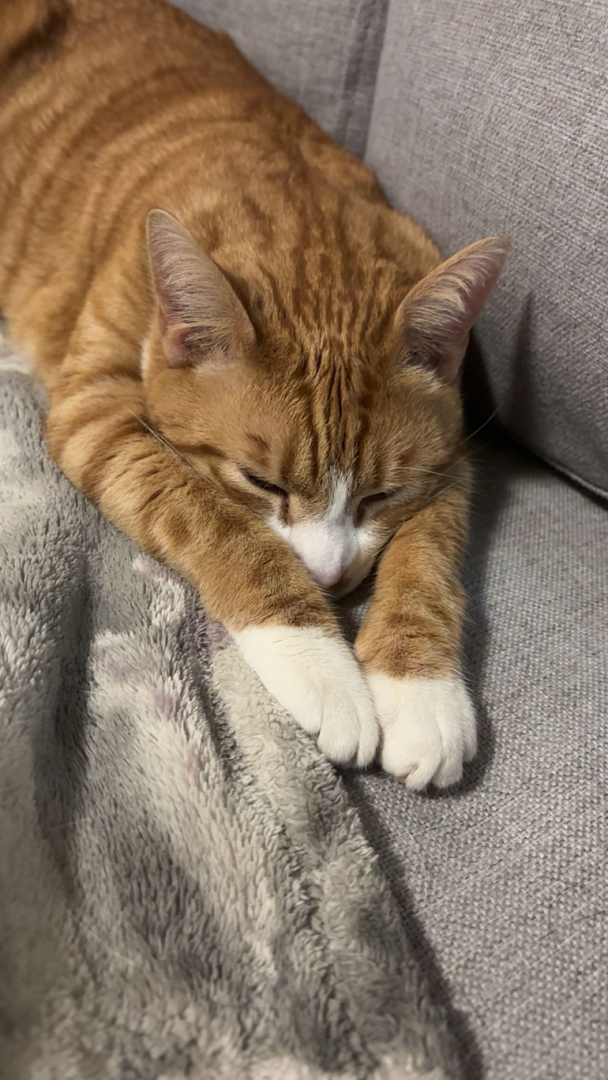 Help our Dinky boy recover from life-threatening pyothorax campaign photo, 7 of 8