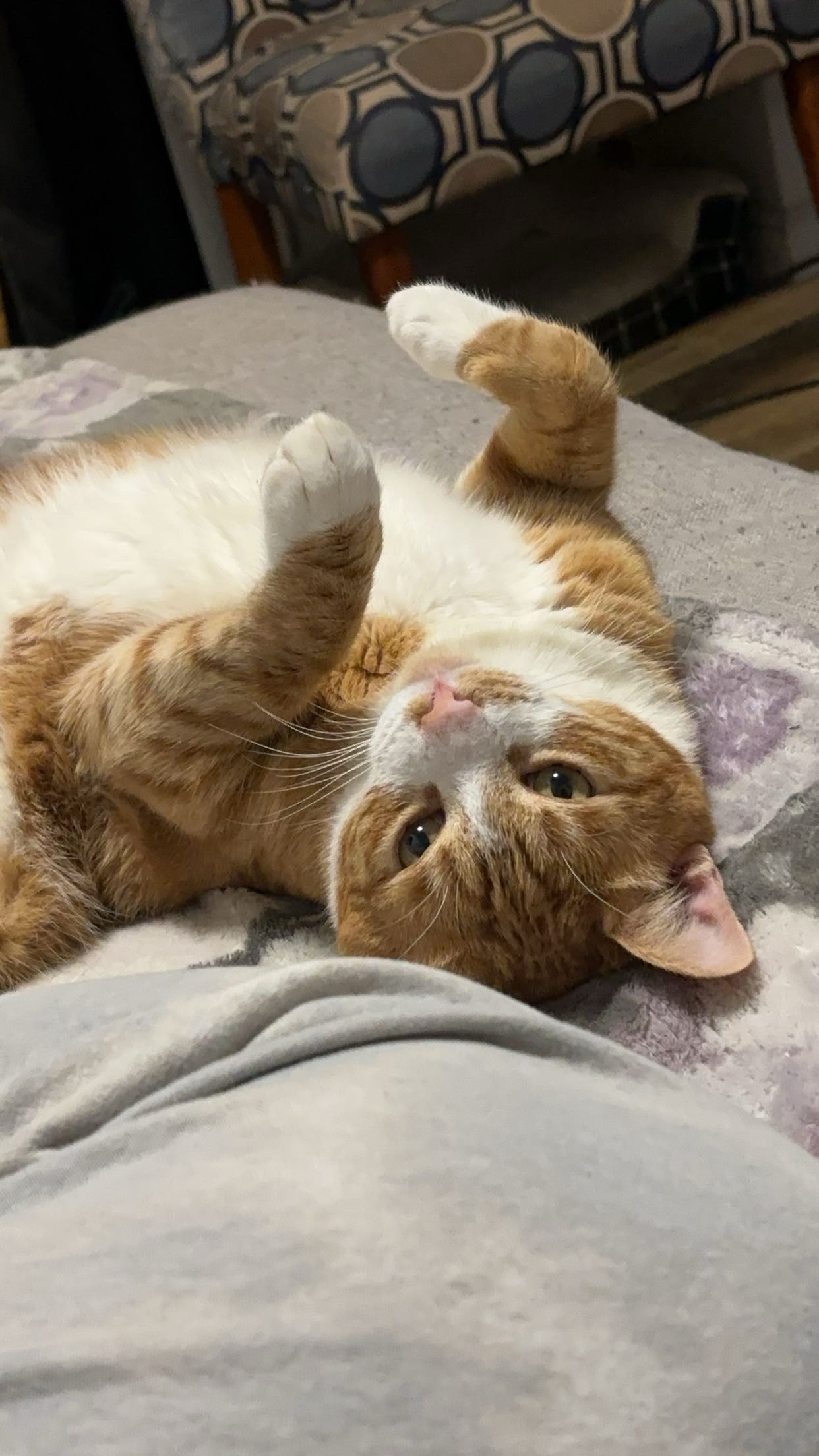 Help our Dinky boy recover from life-threatening pyothorax campaign photo, 2 of 8