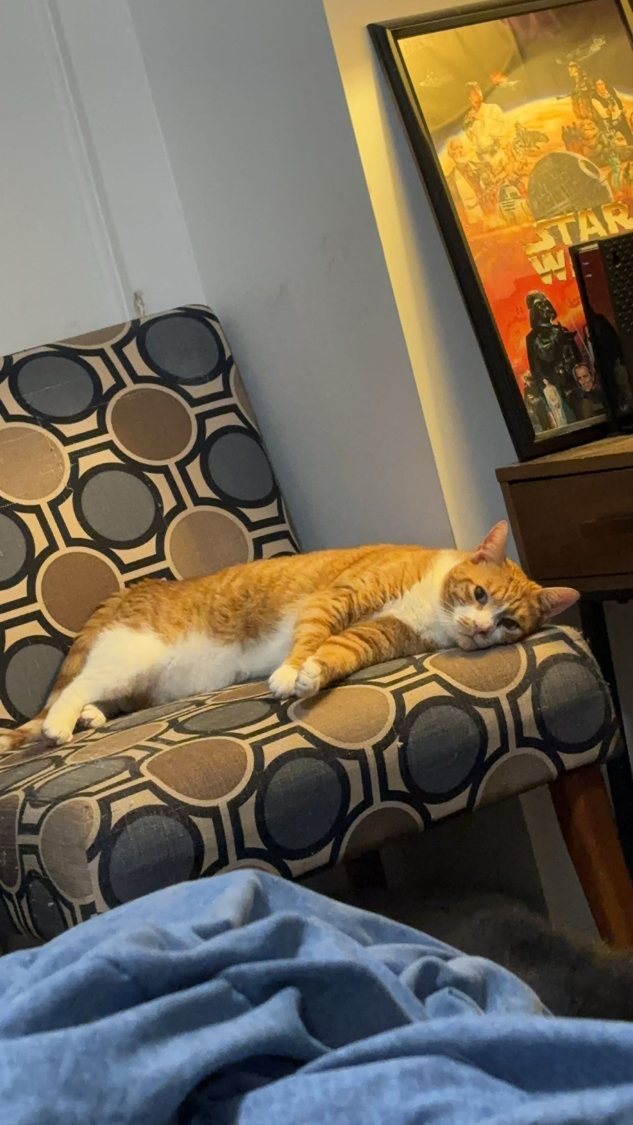 Help our Dinky boy recover from life-threatening pyothorax campaign photo, 4 of 8