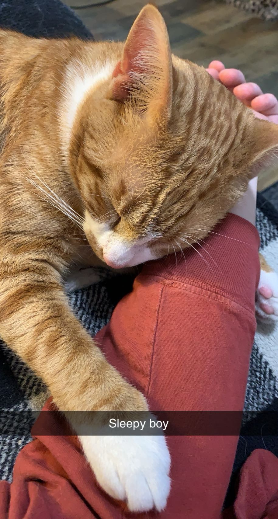 Help our Dinky boy recover from life-threatening pyothorax campaign photo, 6 of 8