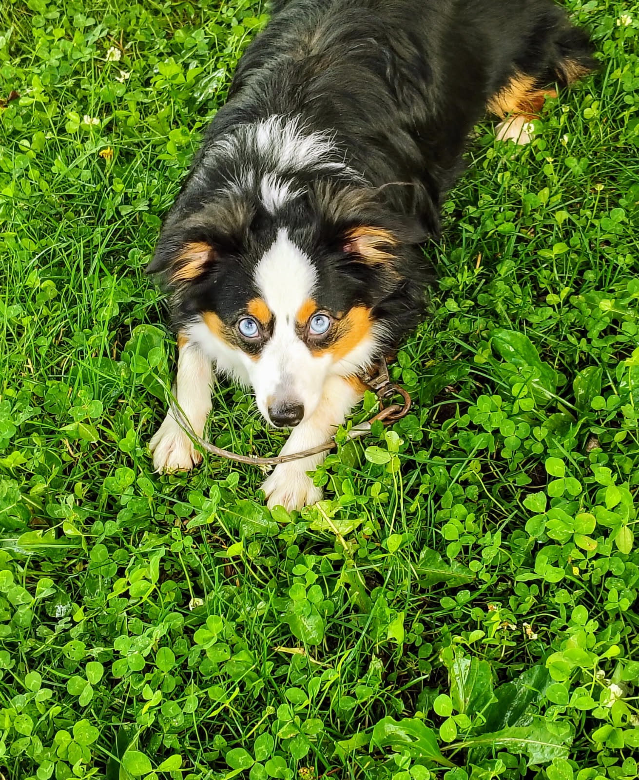 Help Save Neo: Urgent Medical Care for Our Dog campaign photo, 4 of 8