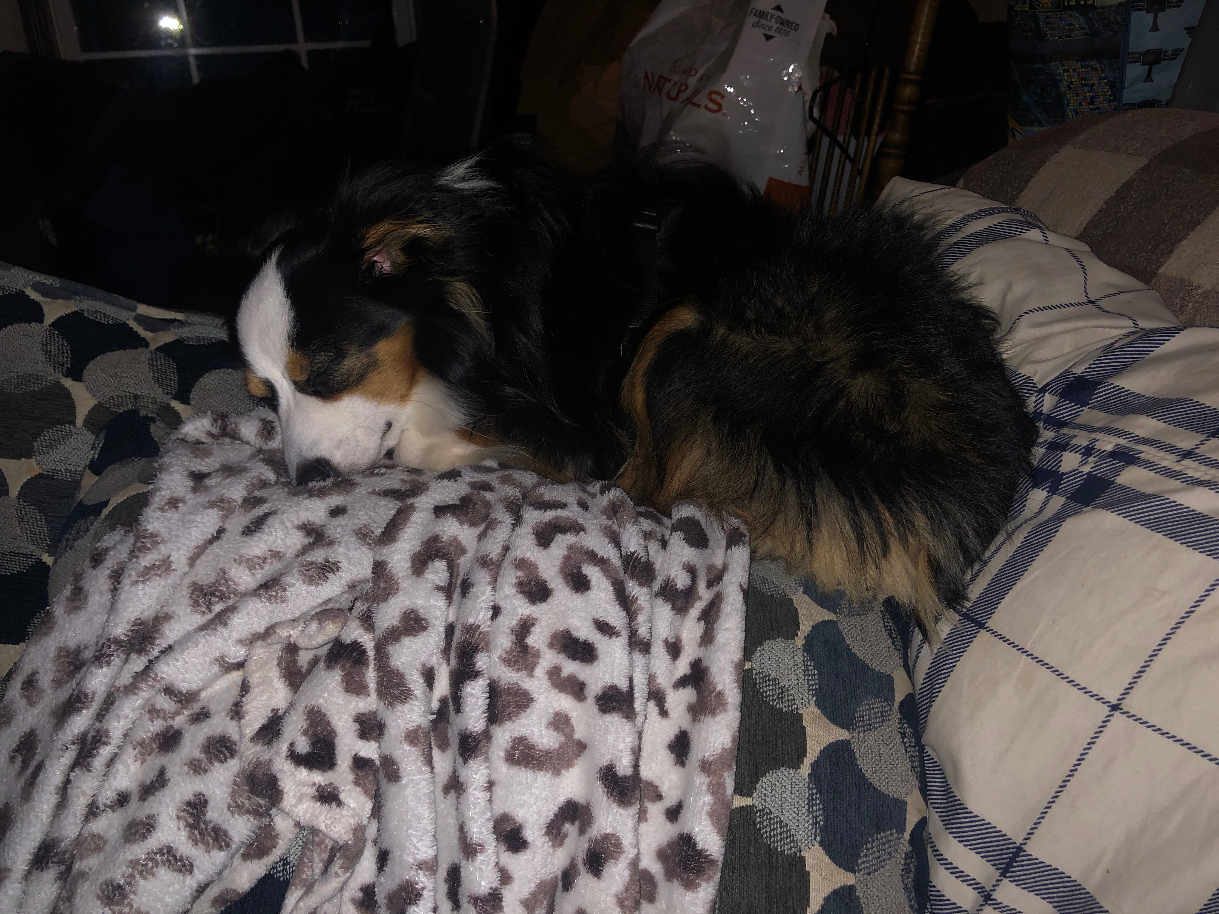 Help Save Neo: Urgent Medical Care for Our Dog campaign photo, 6 of 8