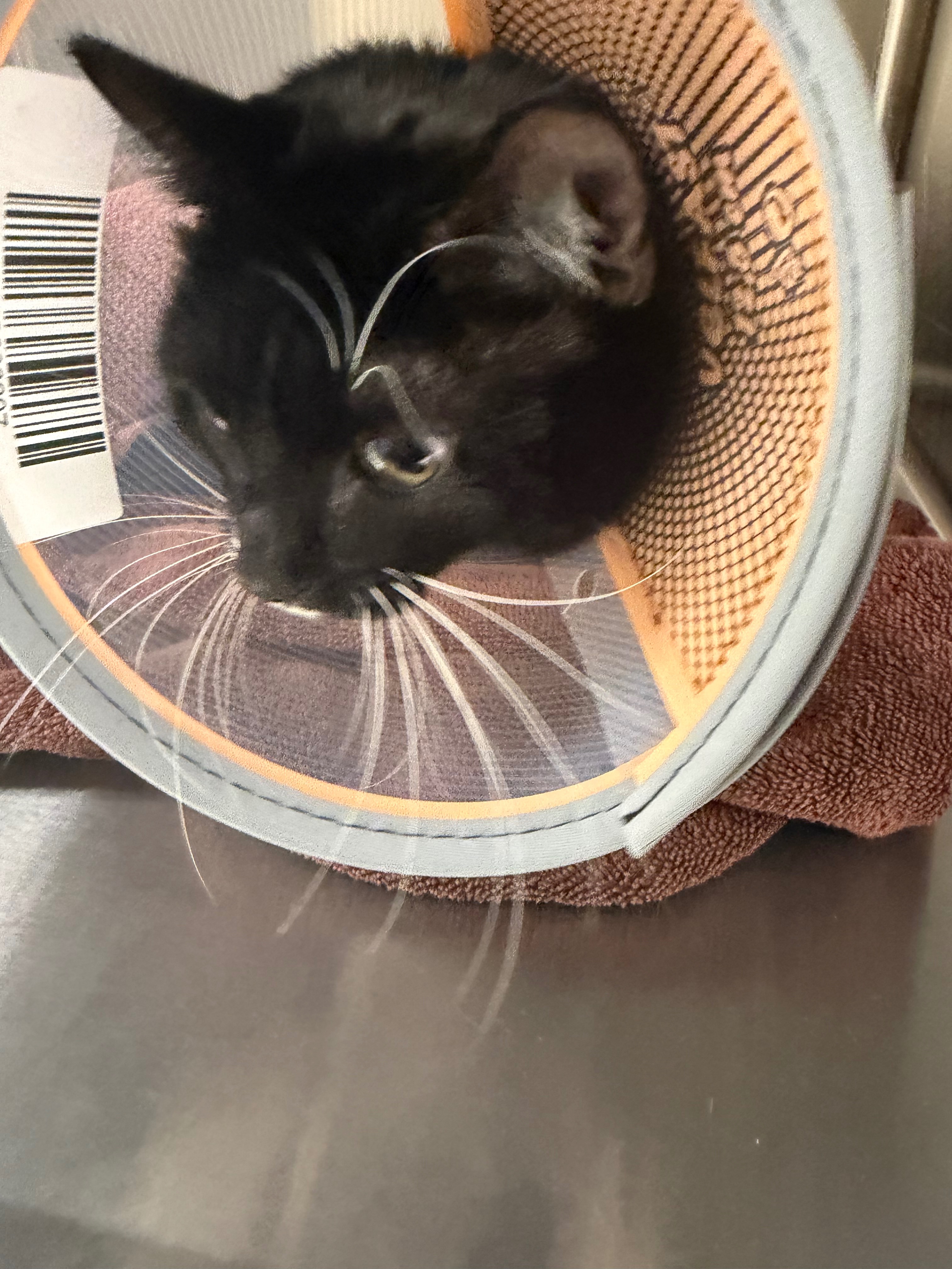 Support Baloo’s Recovery Journey campaign photo, 2 of 8