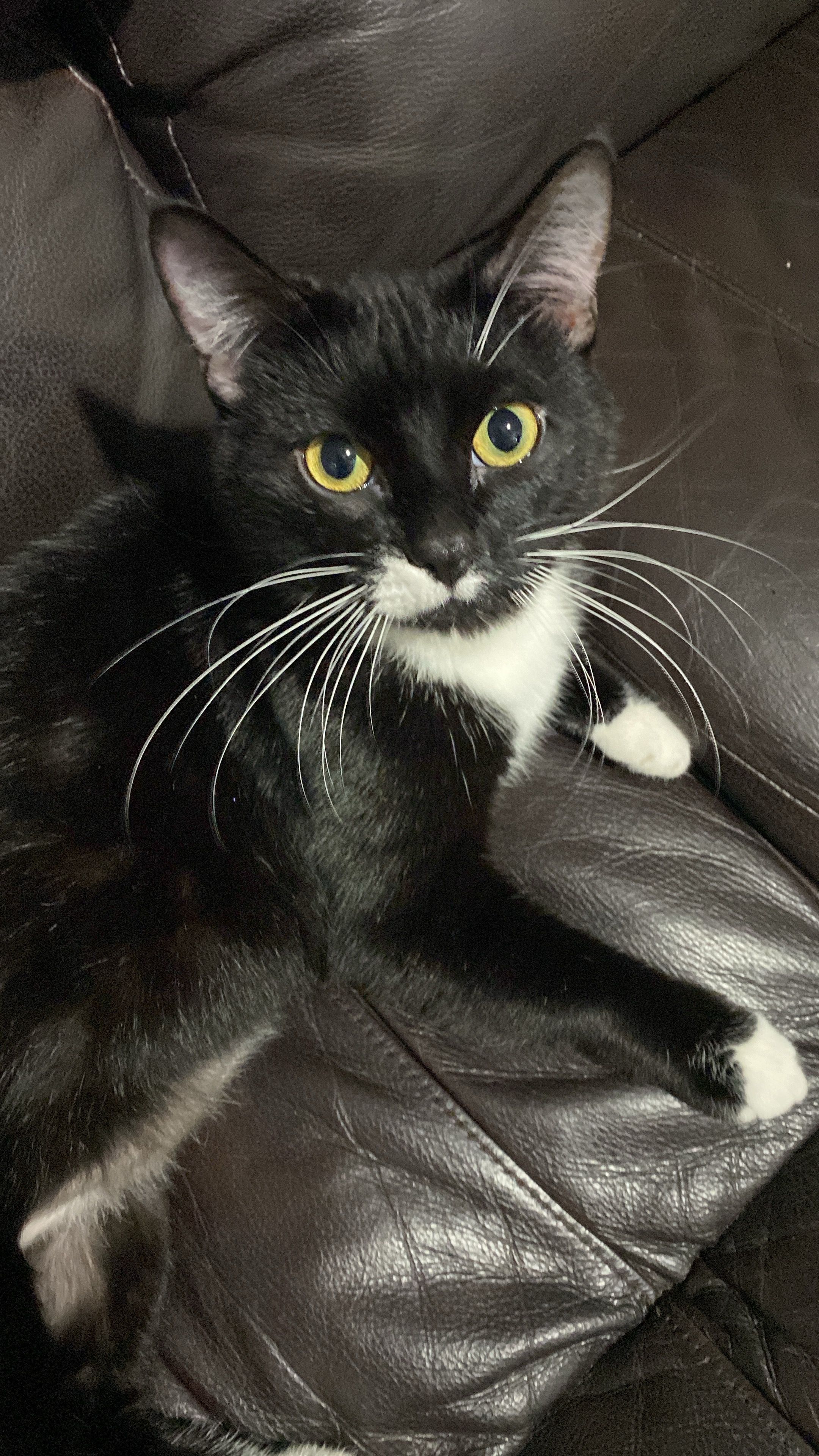 Support Baloo’s Recovery Journey campaign photo, 6 of 8