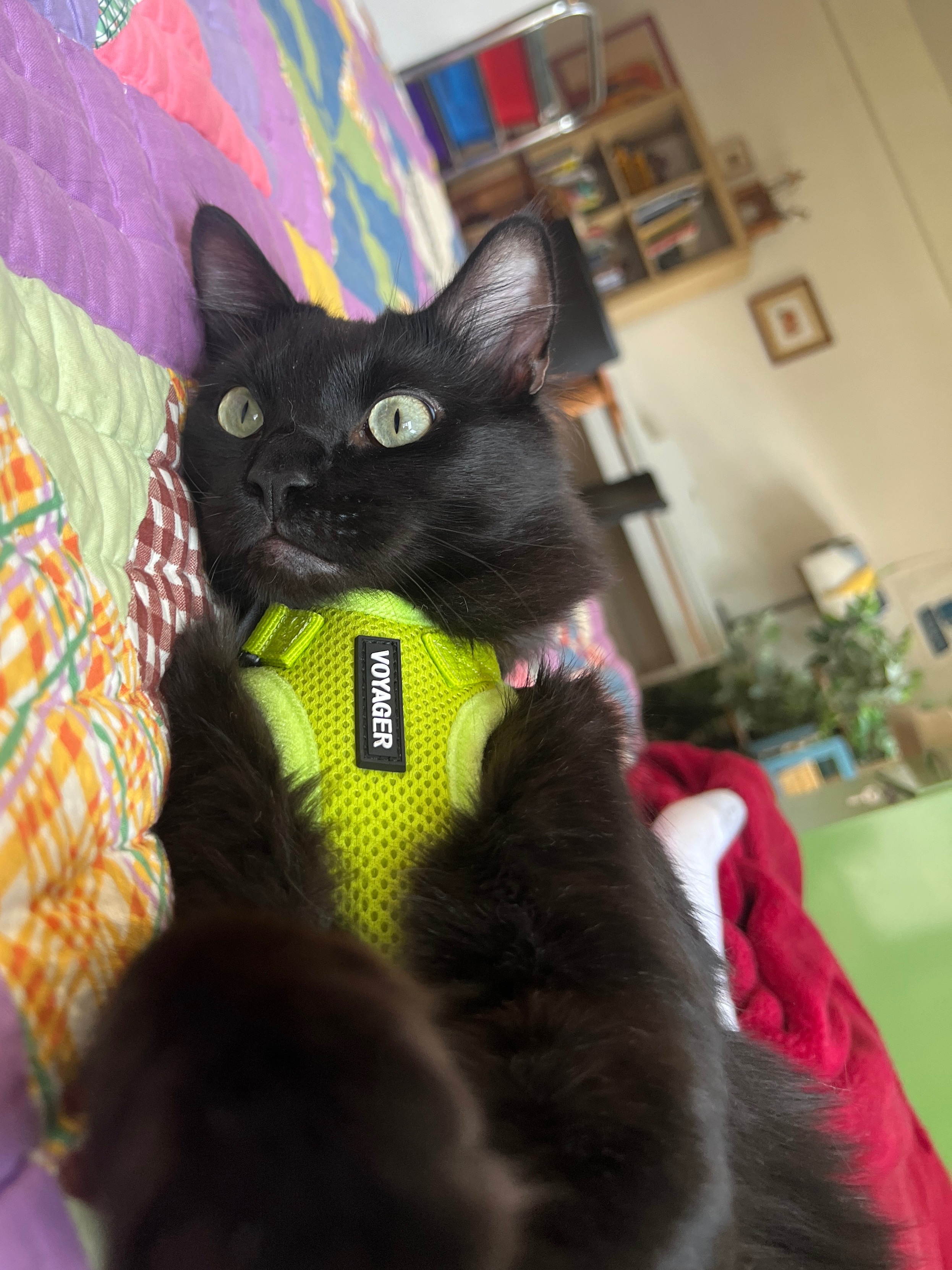 Help Us Cover Pistachio's Emergency Medical Bills campaign photo, 6 of 7