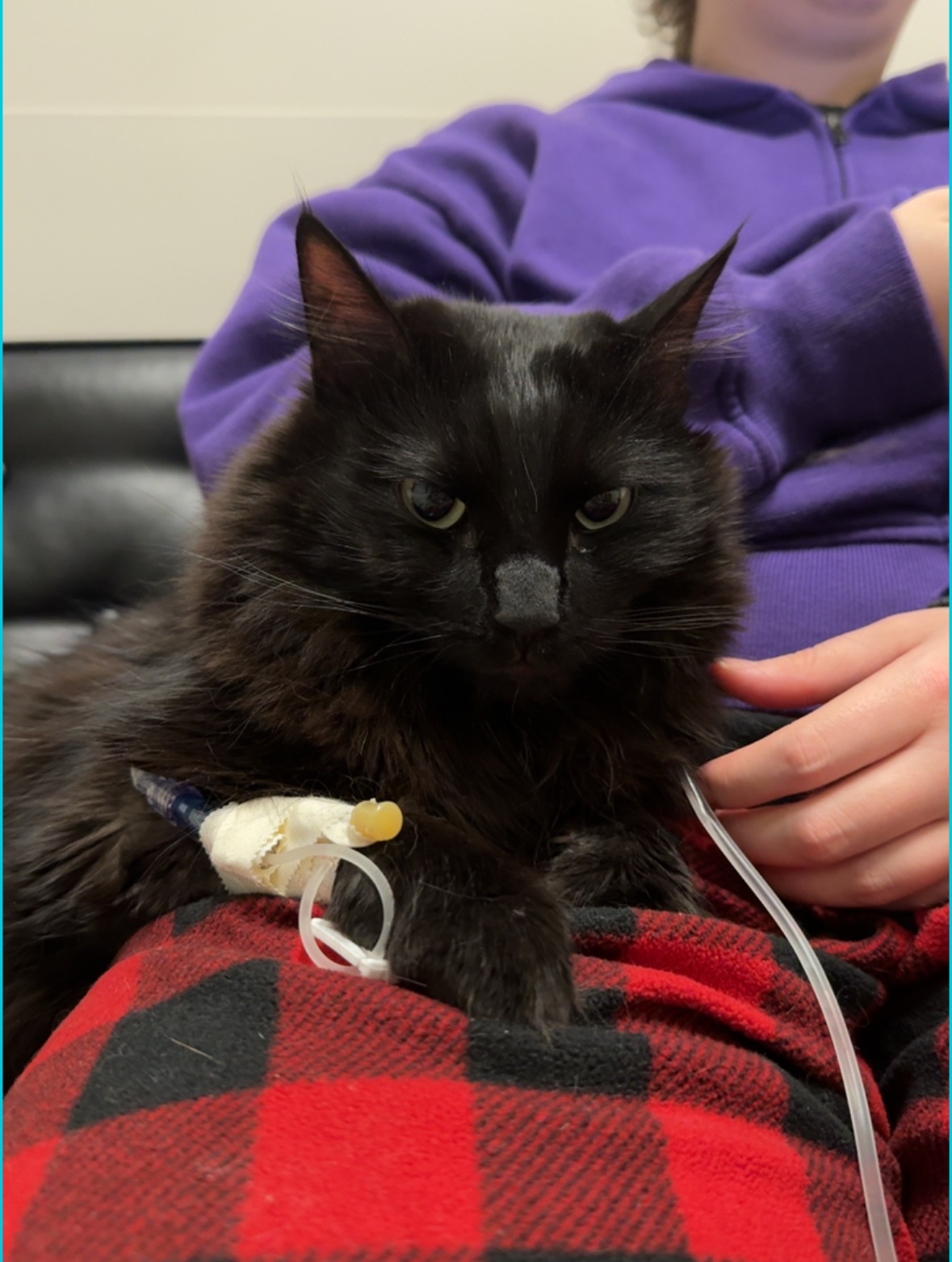 Help Us Cover Pistachio's Emergency Medical Bills campaign photo, 2 of 7