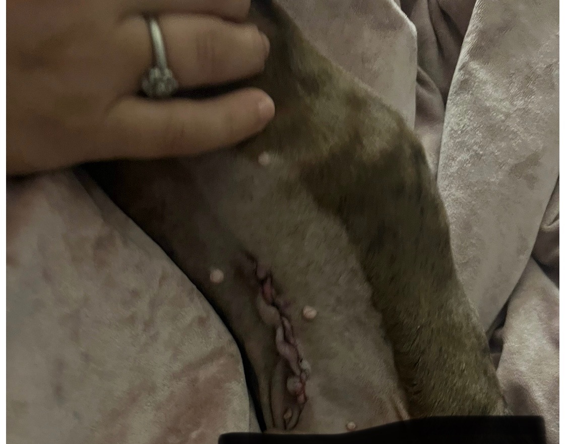 Rudi’s vet bill campaign photo, 4 of 5