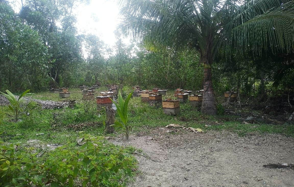 Support Erckman's Honey Business and Medical School Journey campaign photo, 5 of 6