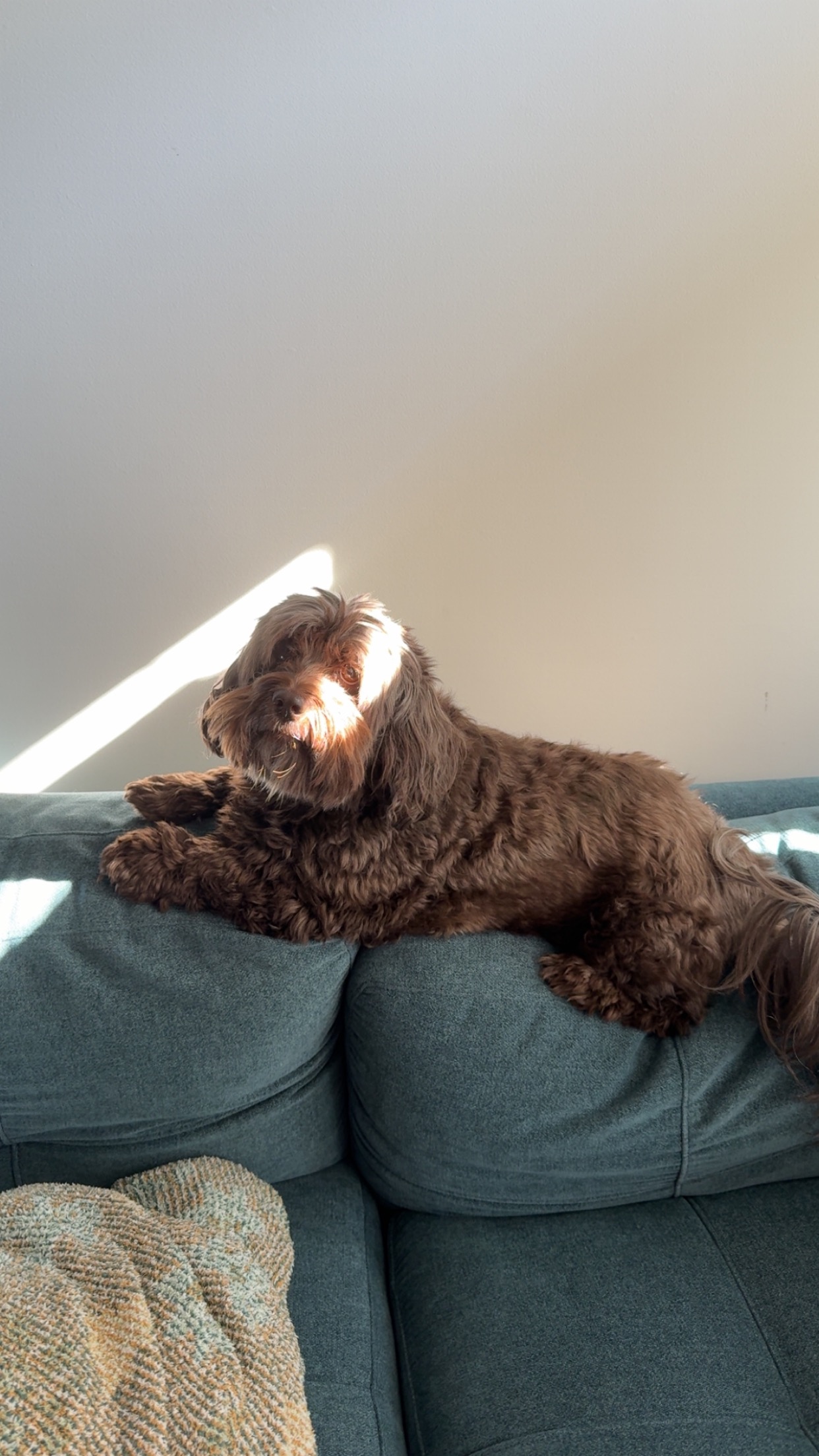 Help Millie Get Her Eye Surgery campaign photo, 6 of 7