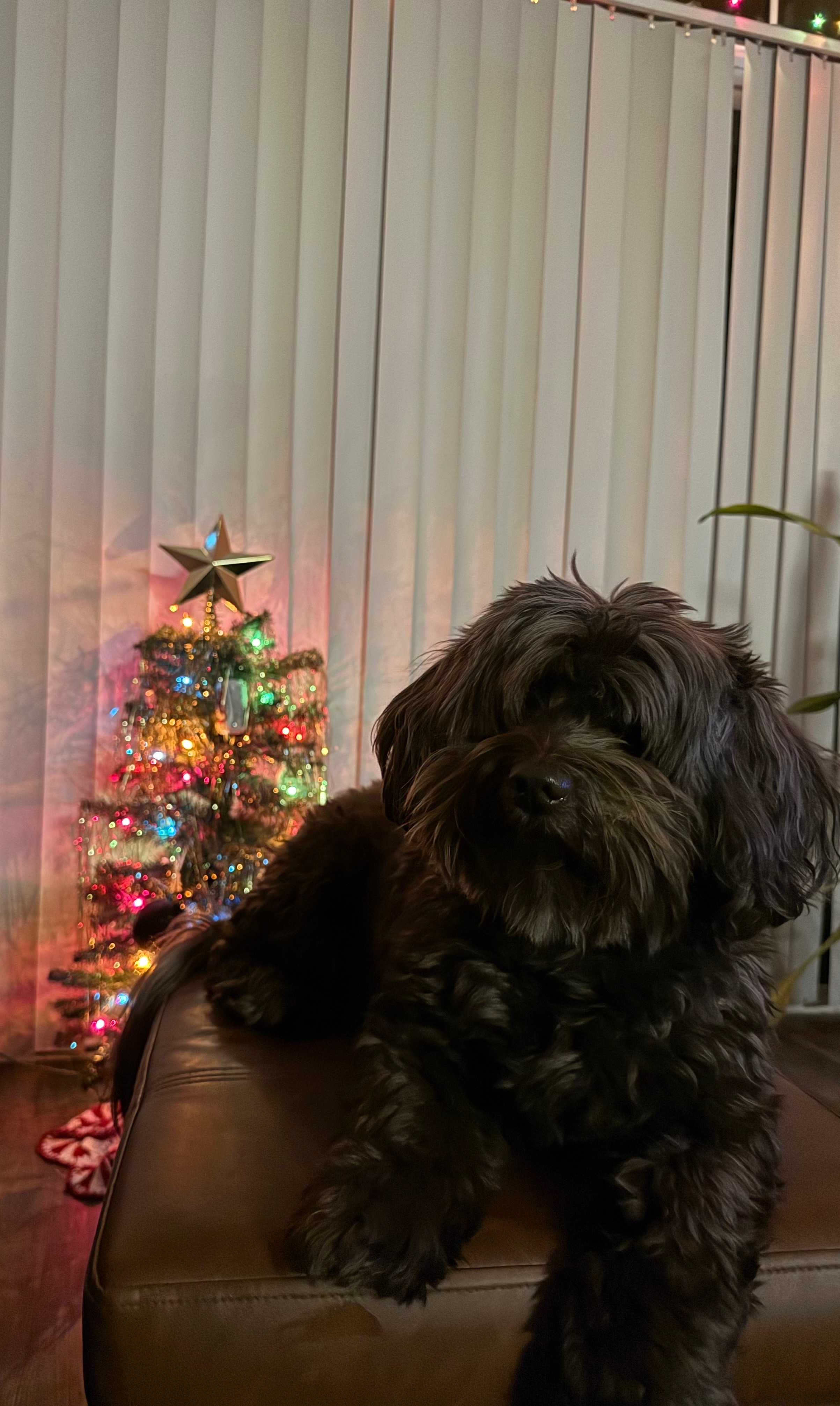 Help Millie Get Her Eye Surgery campaign photo, 4 of 7