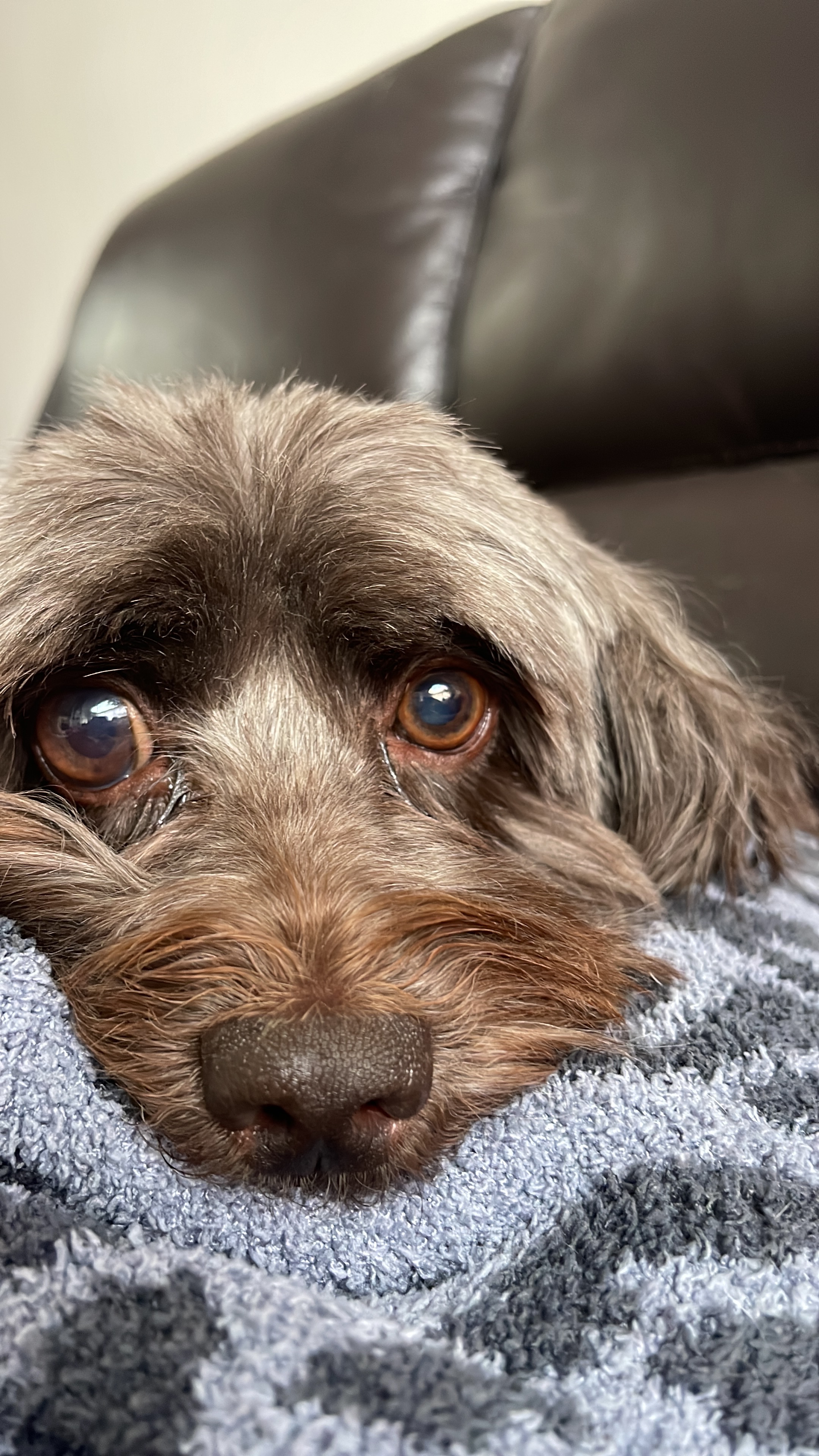 Help Millie Get Her Eye Surgery campaign photo, 2 of 7