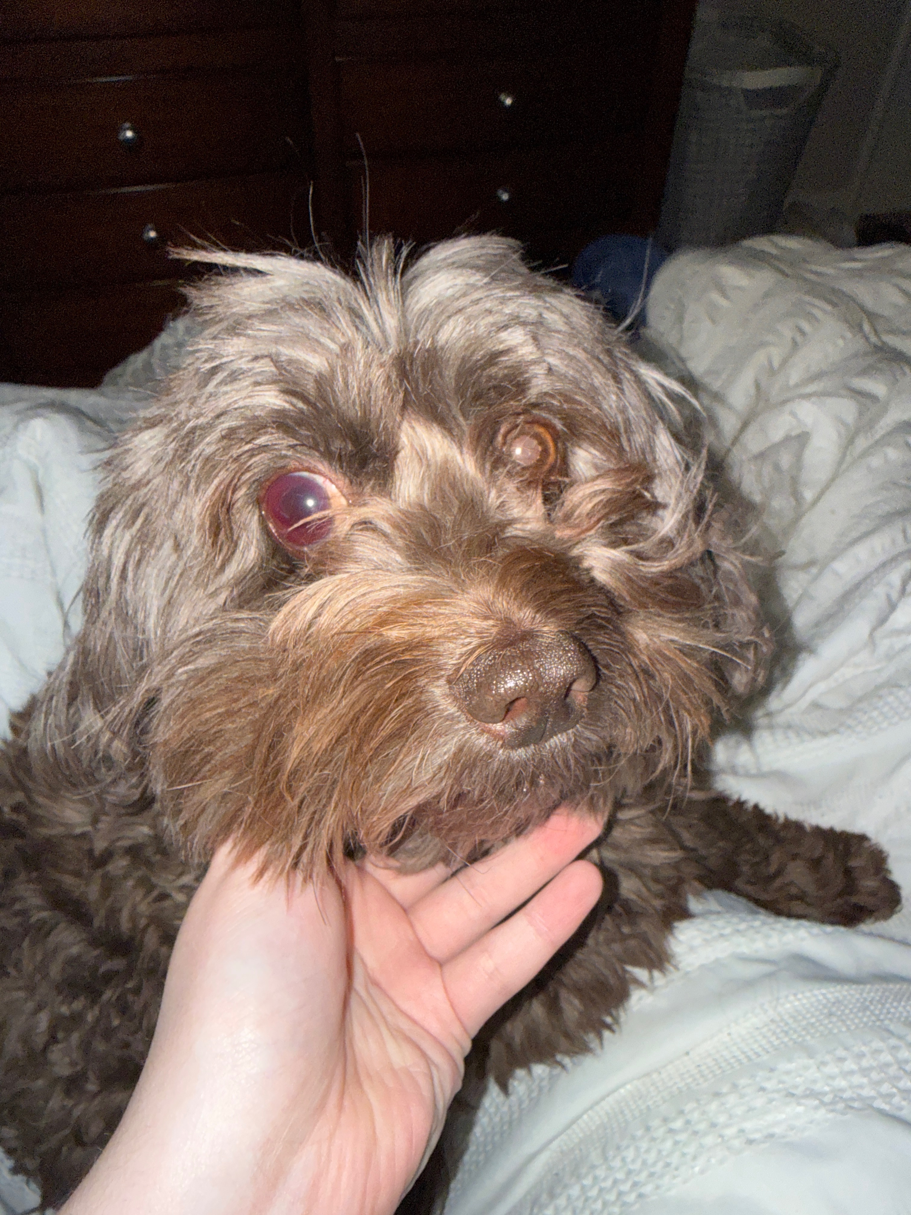 Help Millie Get Her Eye Surgery campaign photo, 5 of 7
