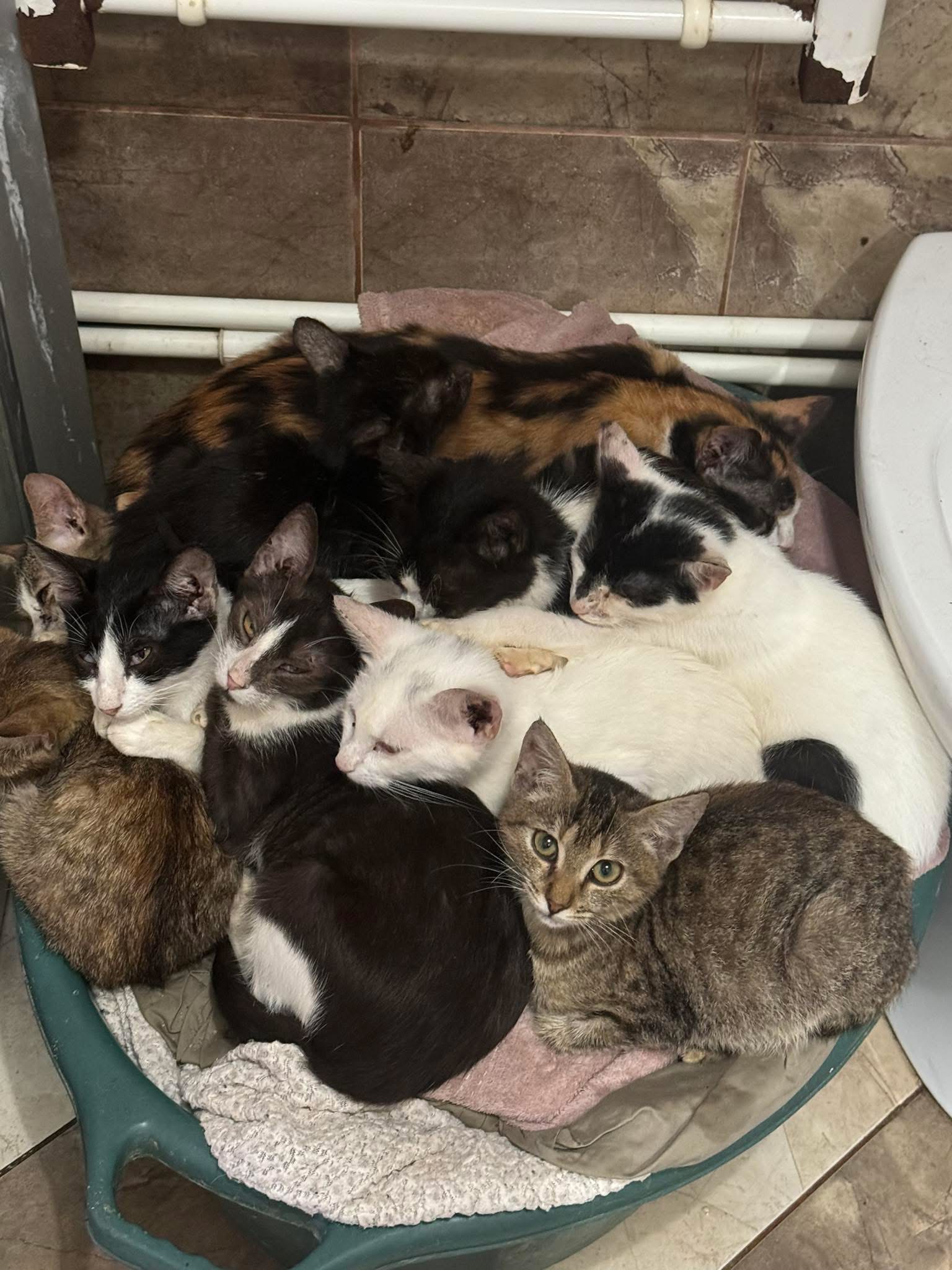URGENT! The Măriuța Animal Sanctuary Is on the Brink of Shut campaign photo, 2 of 8