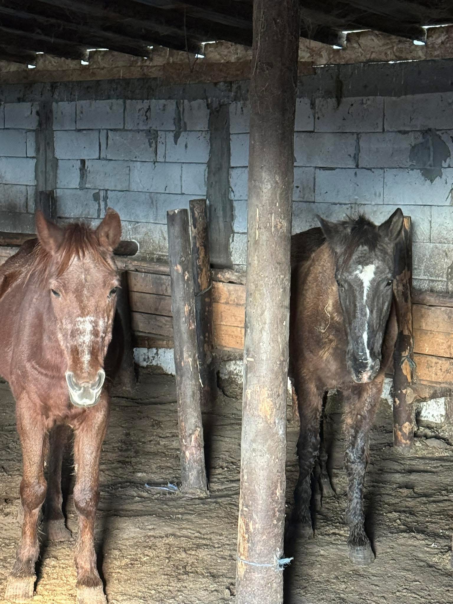 URGENT! The Măriuța Animal Sanctuary Is on the Brink of Shut campaign photo, 5 of 8