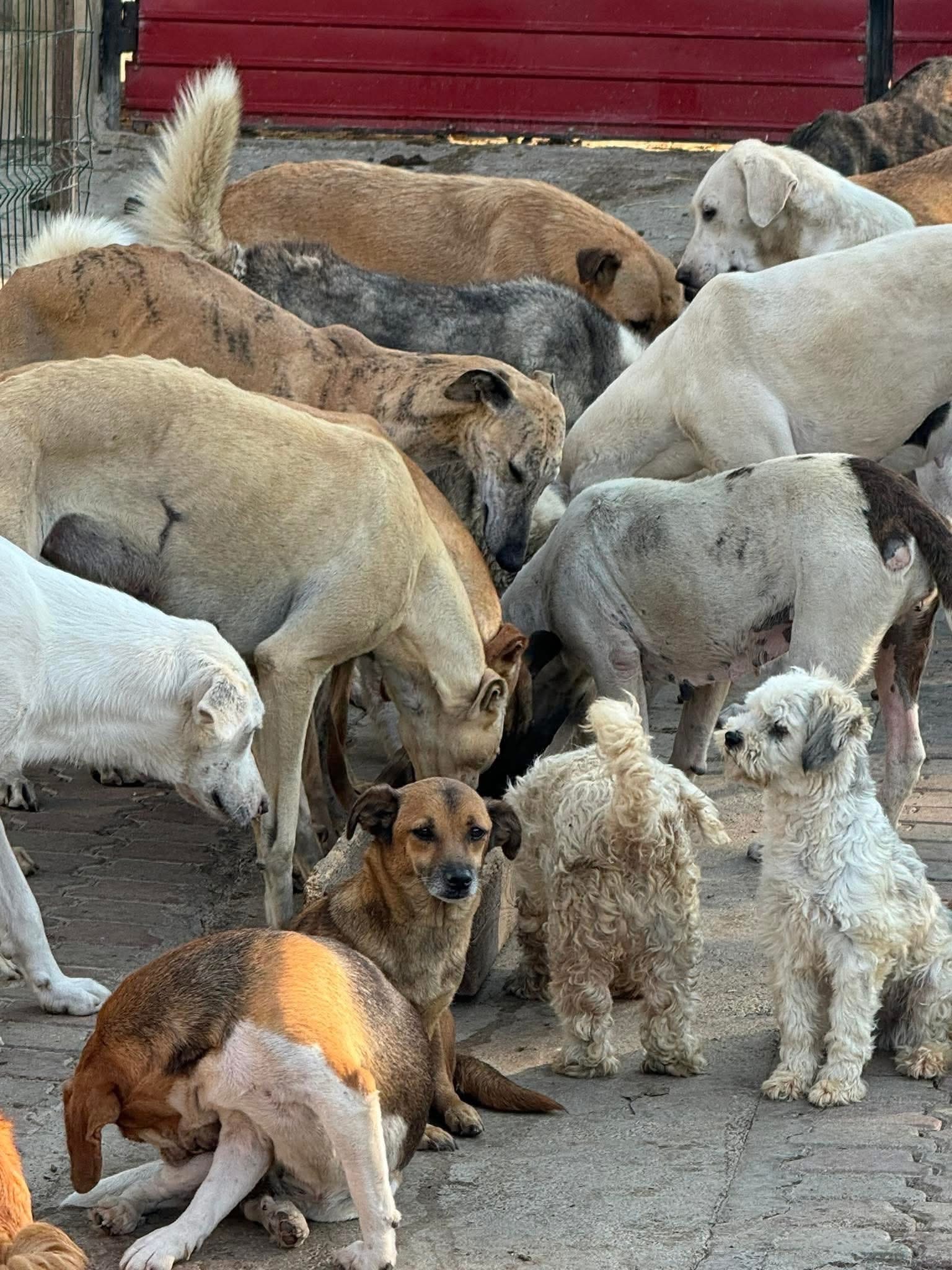 URGENT! The Măriuța Animal Sanctuary Is on the Brink of Shut campaign photo, 4 of 8
