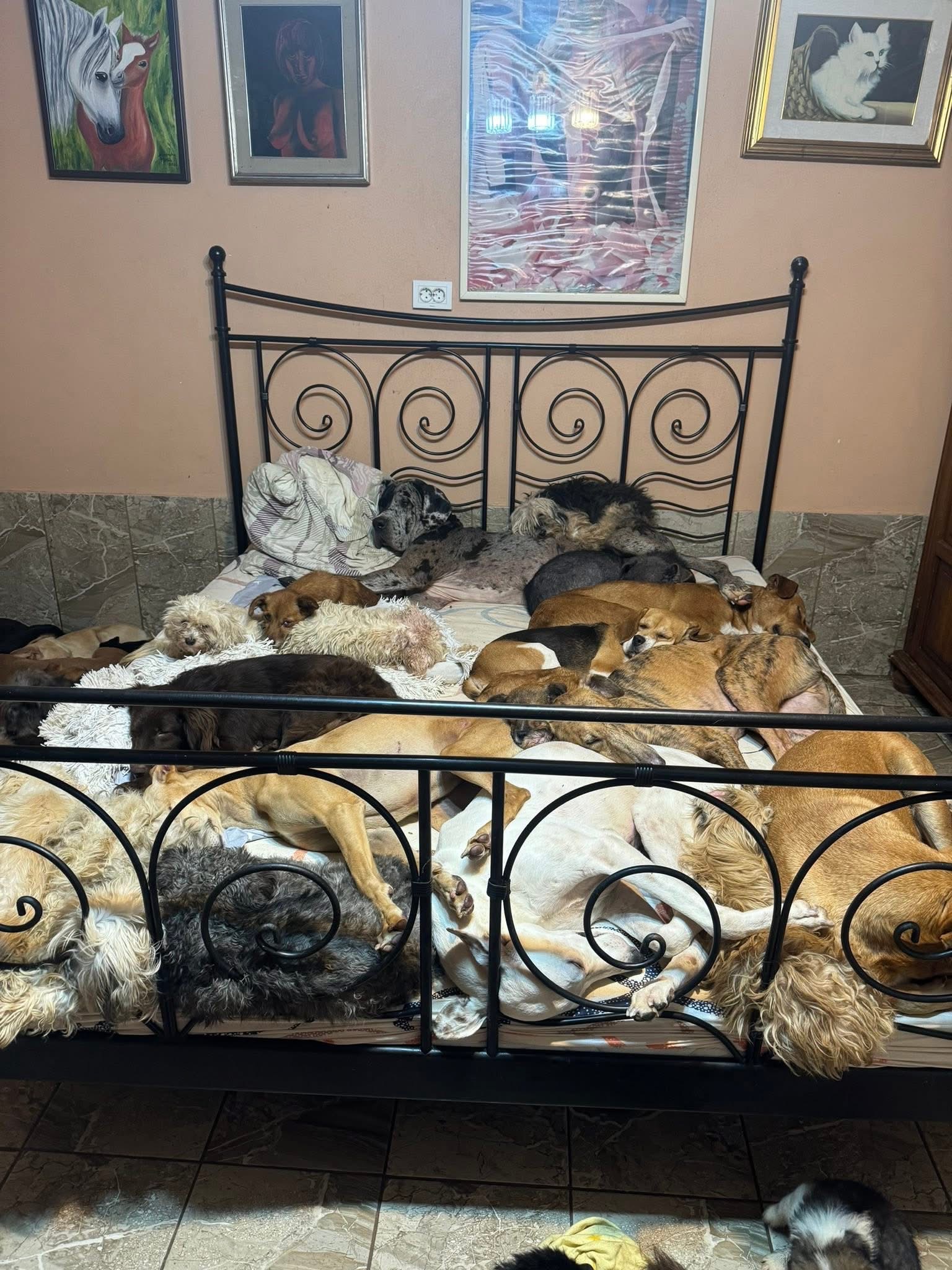 URGENT! The Măriuța Animal Sanctuary Is on the Brink of Shut campaign photo, 6 of 8