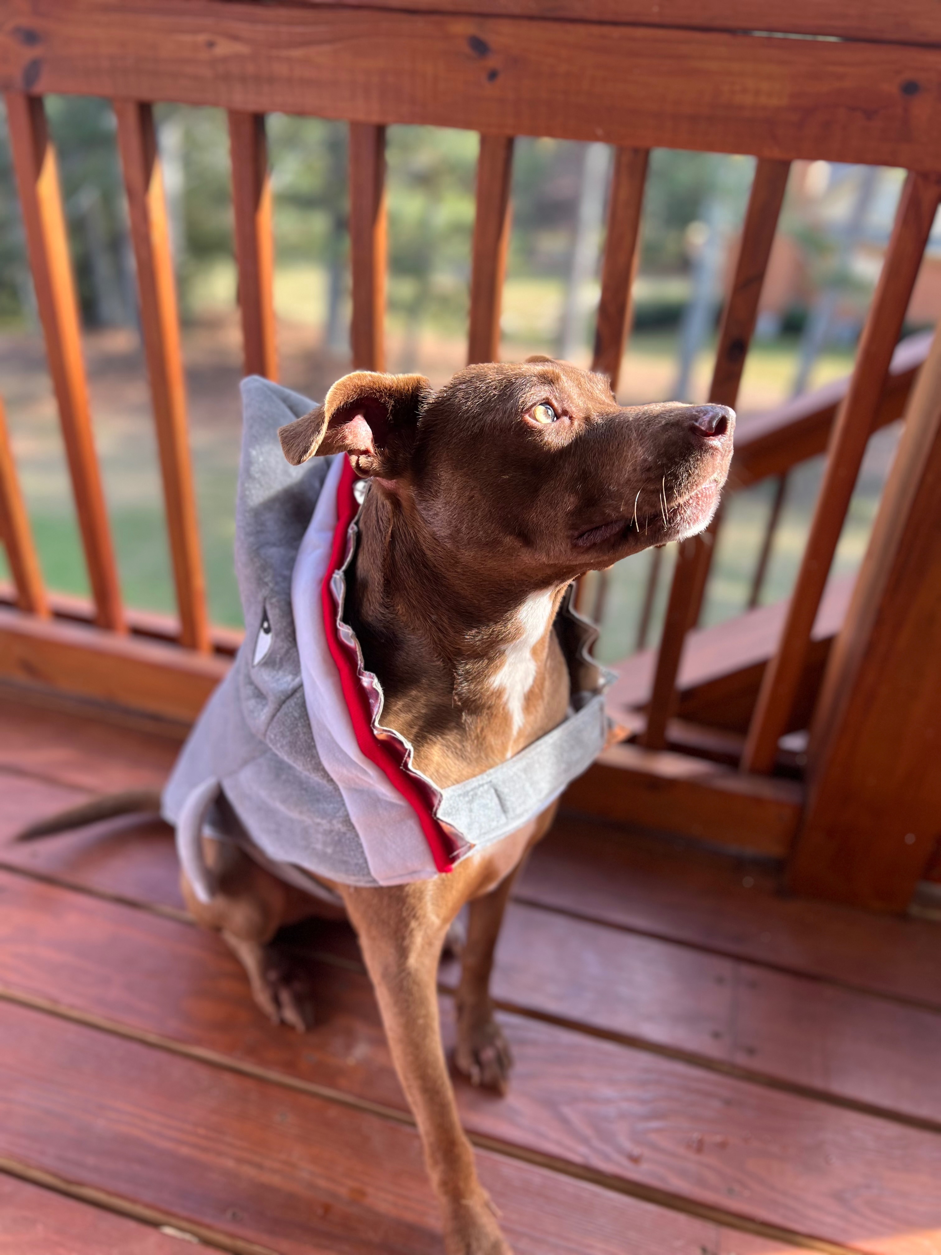 Help Brownie Get Life-Saving Surgery campaign photo, 5 of 6