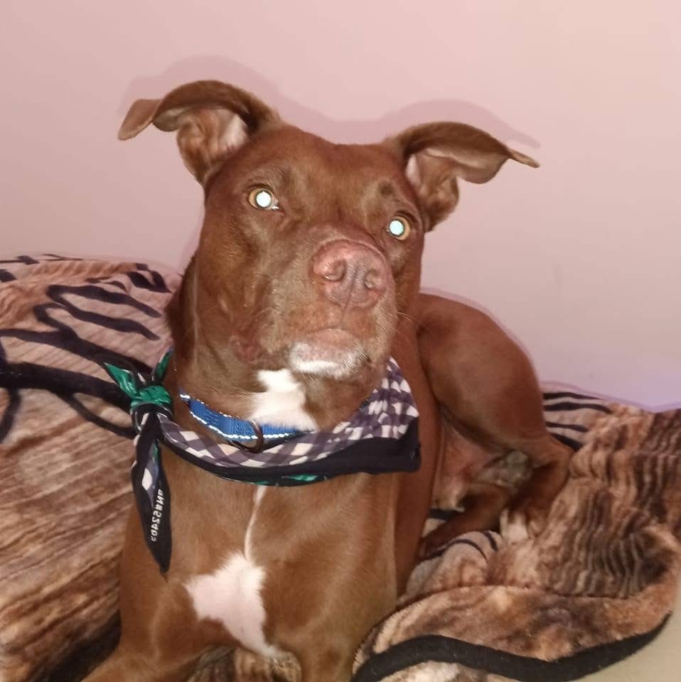 Help Brownie Get Life-Saving Surgery campaign photo, 2 of 6