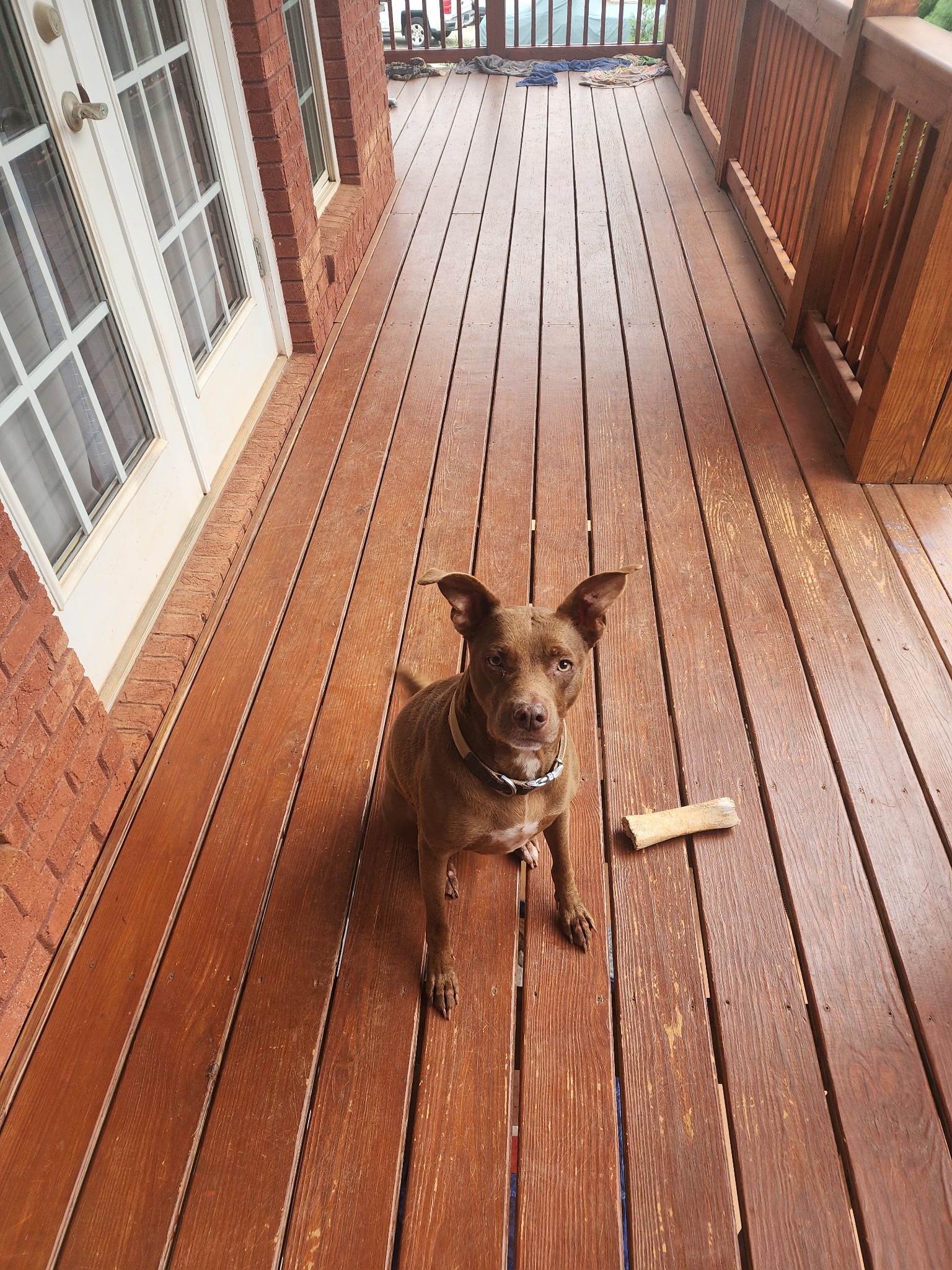 Help Brownie Get Life-Saving Surgery campaign photo, 4 of 6