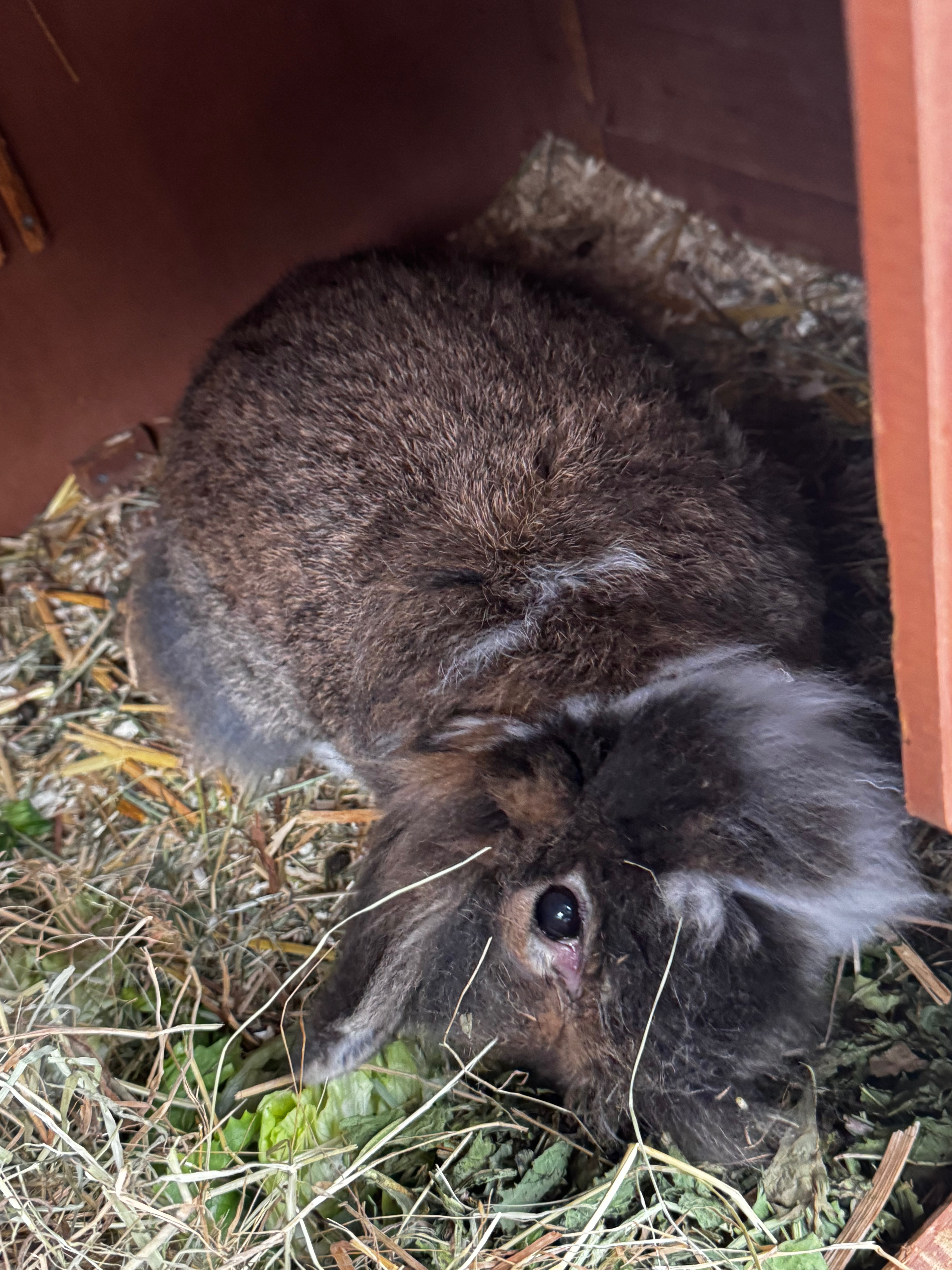 Wir als Pflegestelle brauchen Hilfe für die Kaninchen campaign photo, 7 of 8