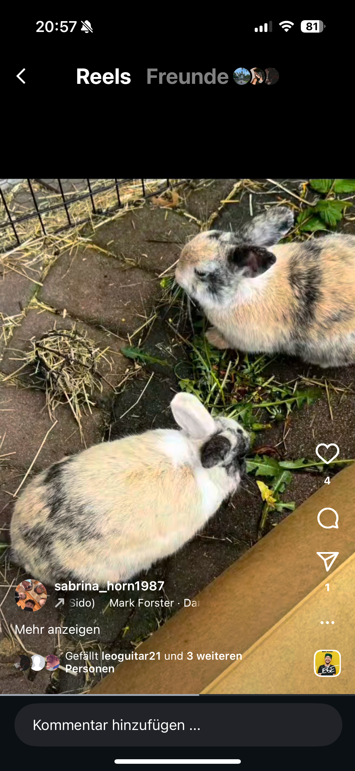 Wir als Pflegestelle brauchen Hilfe für die Kaninchen campaign photo, 2 of 8
